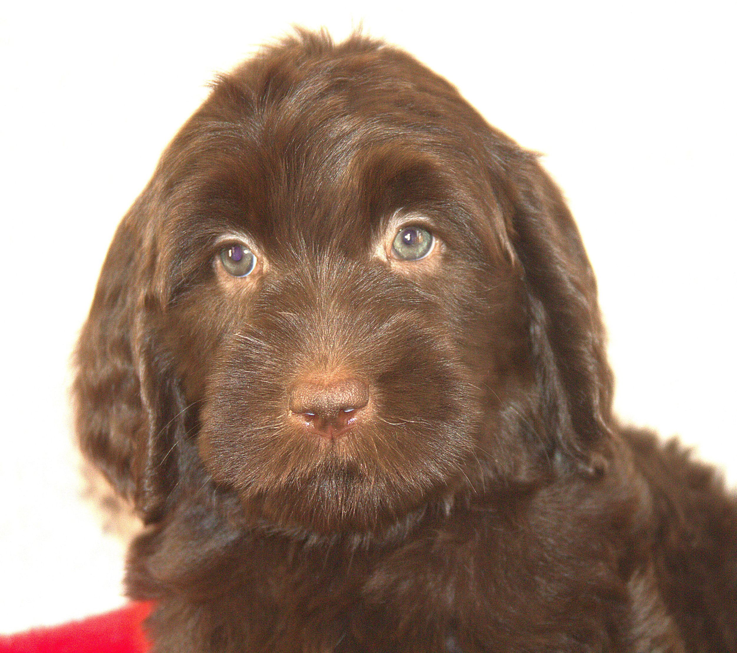 IMG_9820 Desiree HS 2.jpg