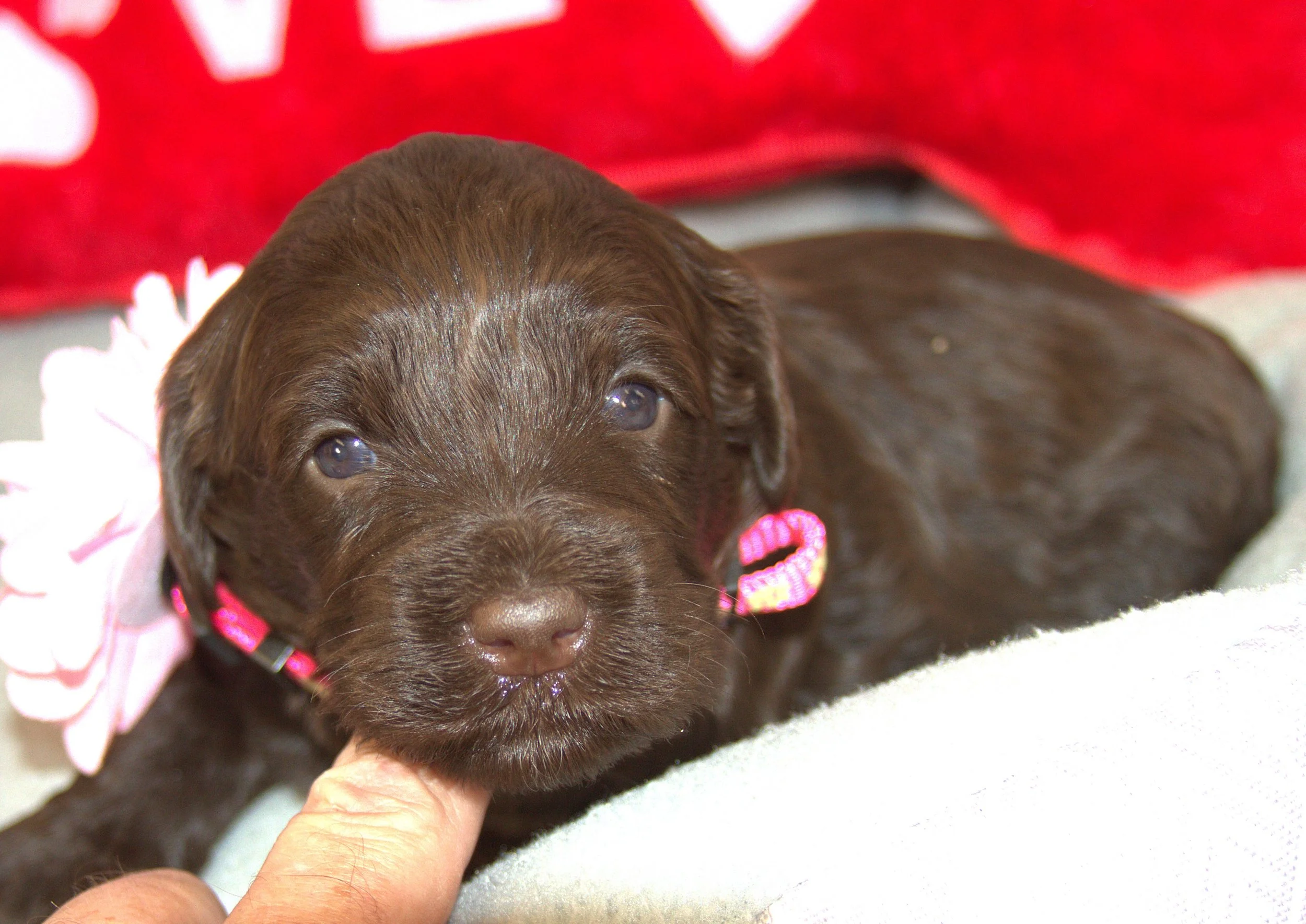 IMG_9367 Zooey 4.jpg