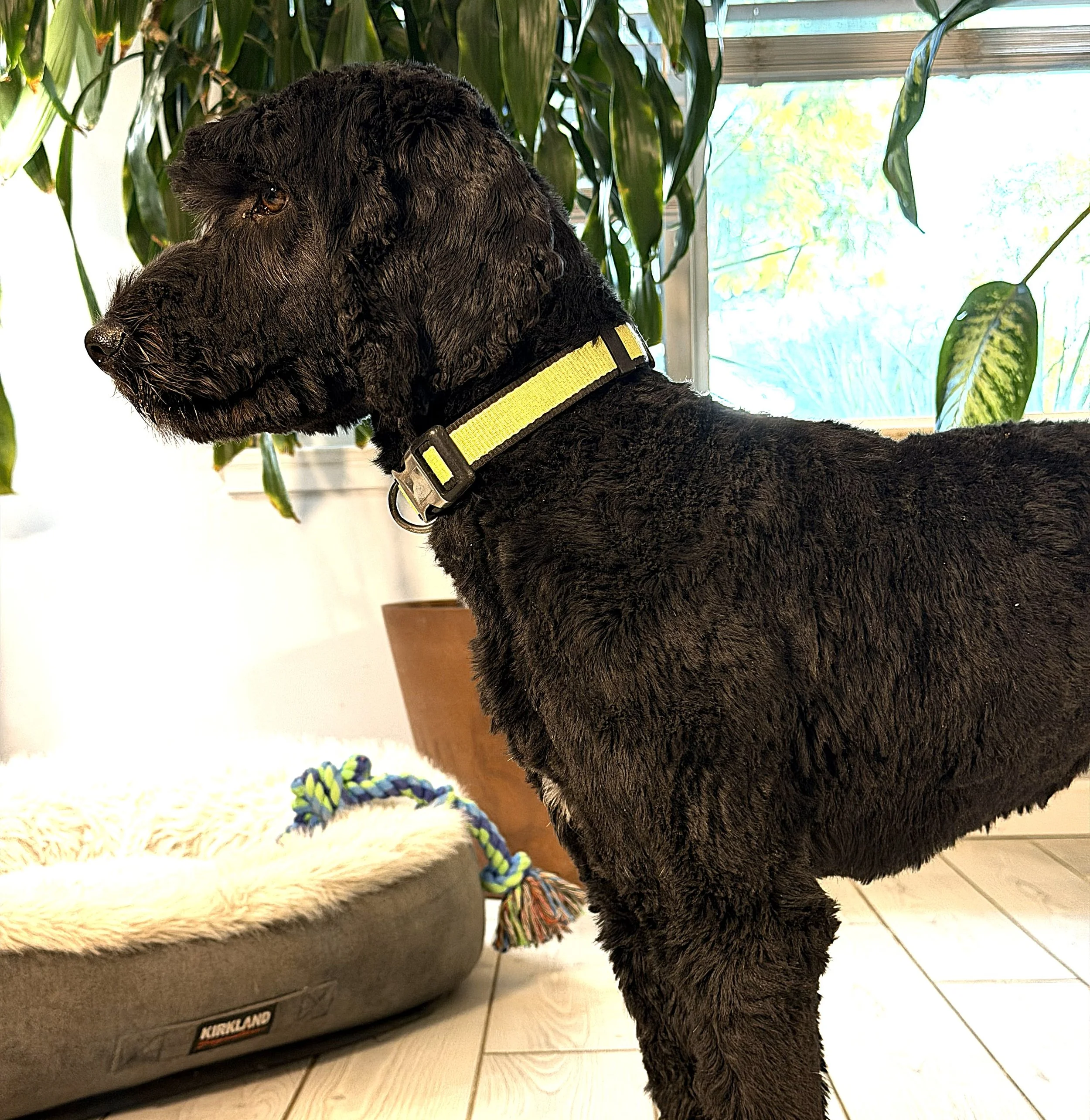 IMG_0772  lLilo  stand 5A.jpg