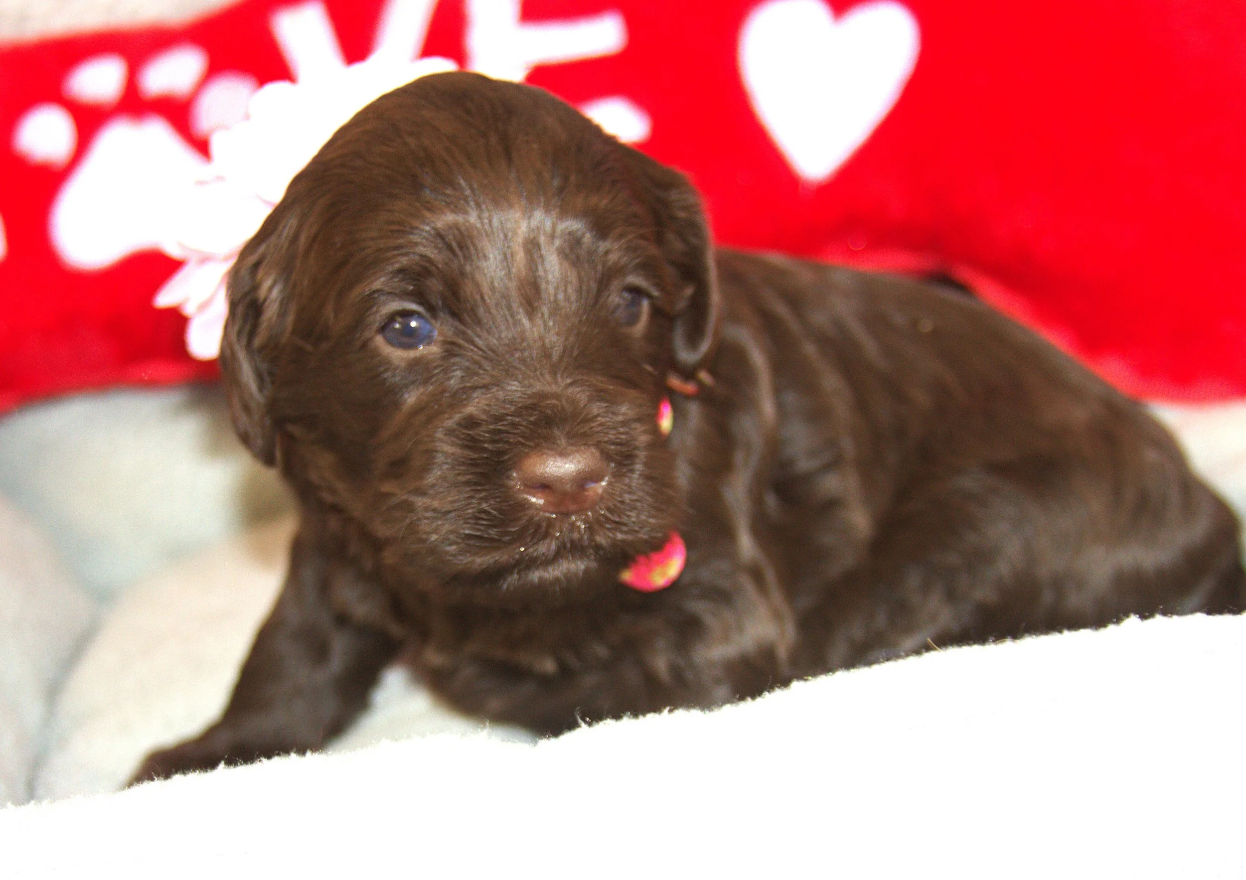 IMG_9356 Zooey 3.jpg