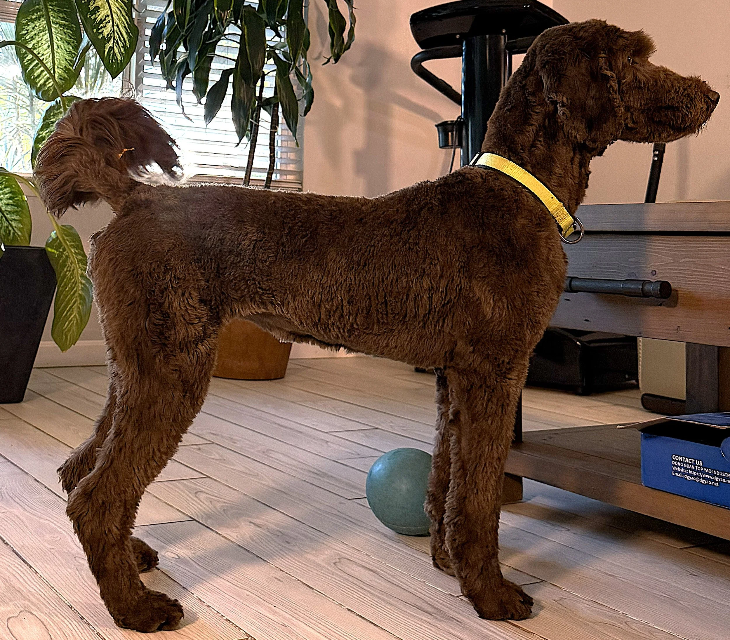 IMG_0743 - Athena stand 1a.jpg