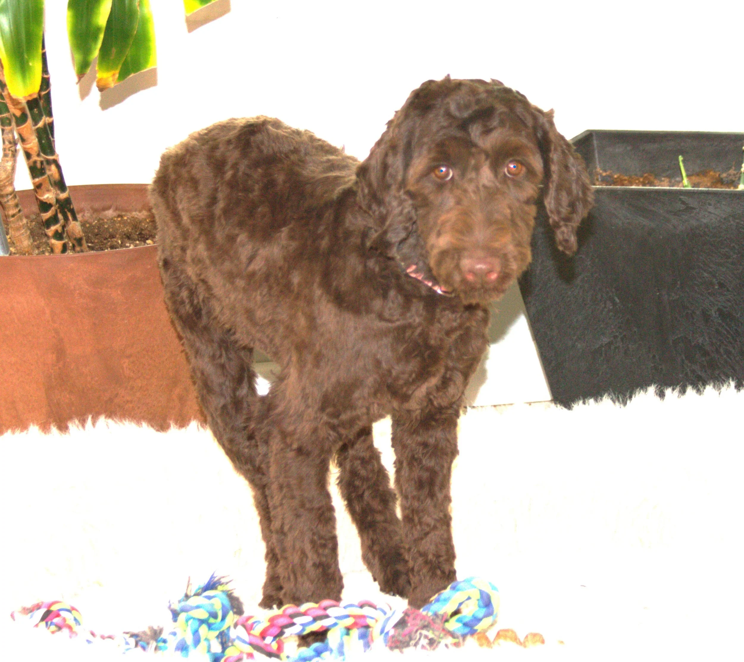 IMG_0497 Zooey stand 1.jpg