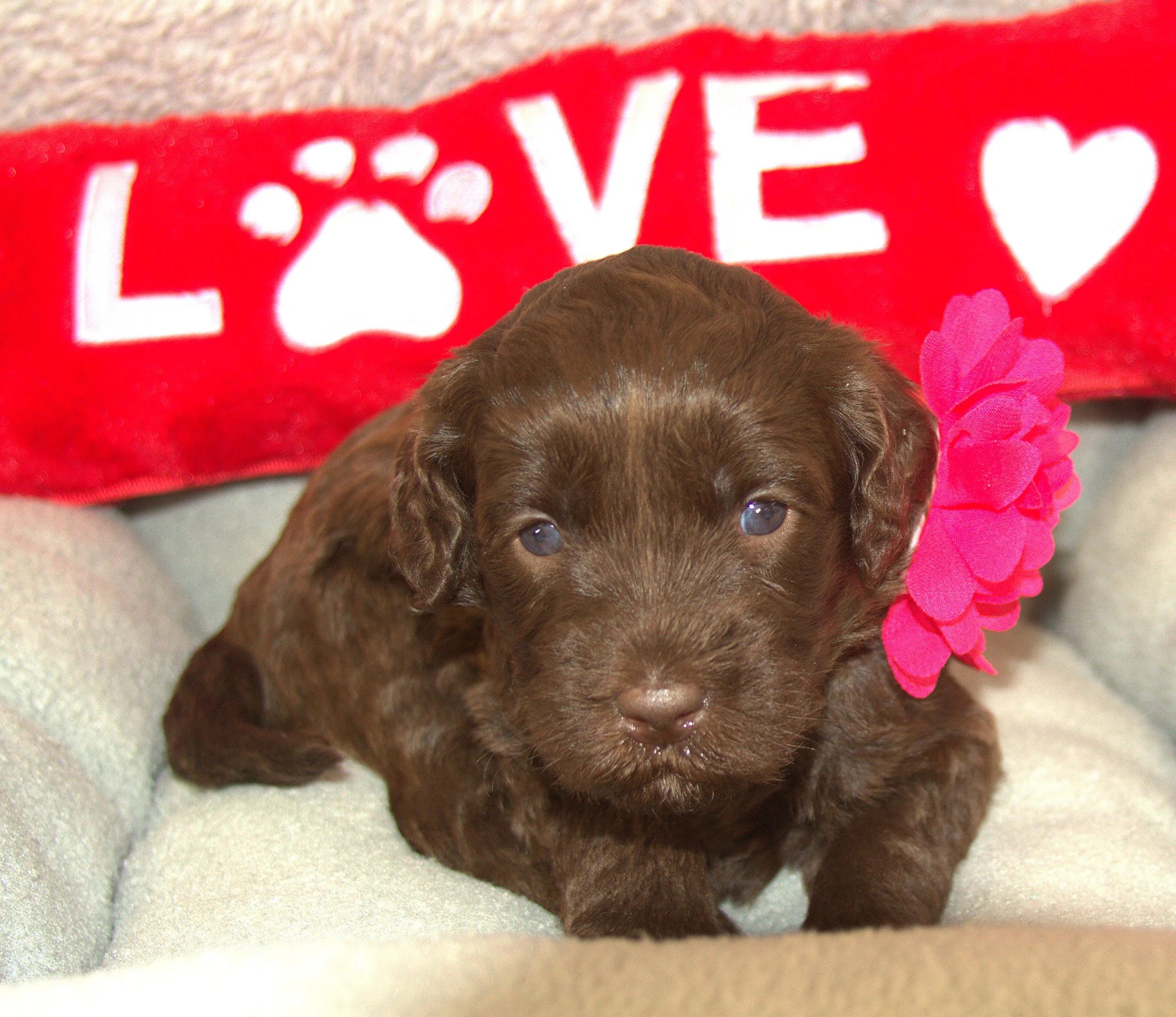 IMG_9509  Angelina 2.jpg