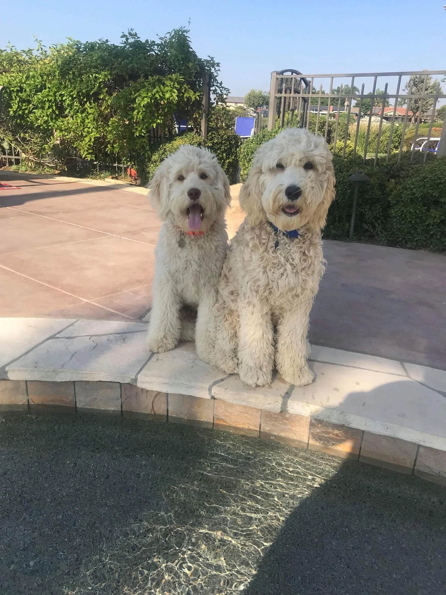 Wooden and Dabo.jpeg