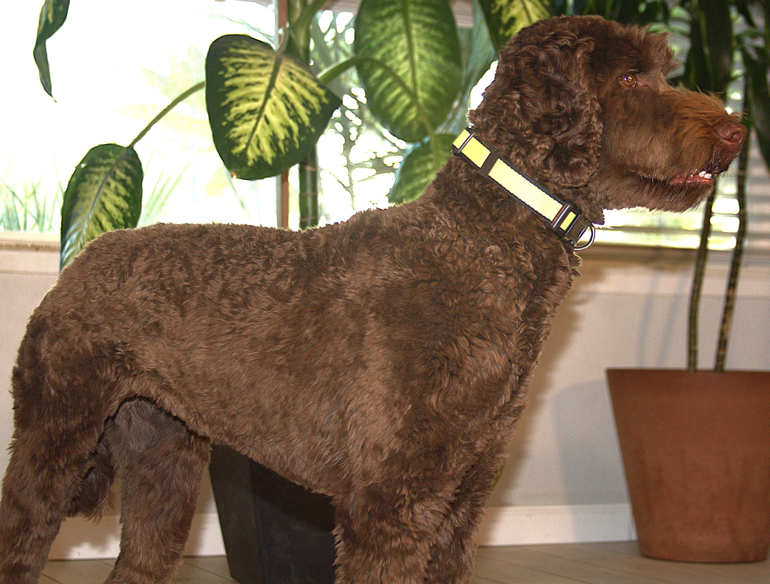 IMG_9920 Mickey stand 6A - Copy.jpg