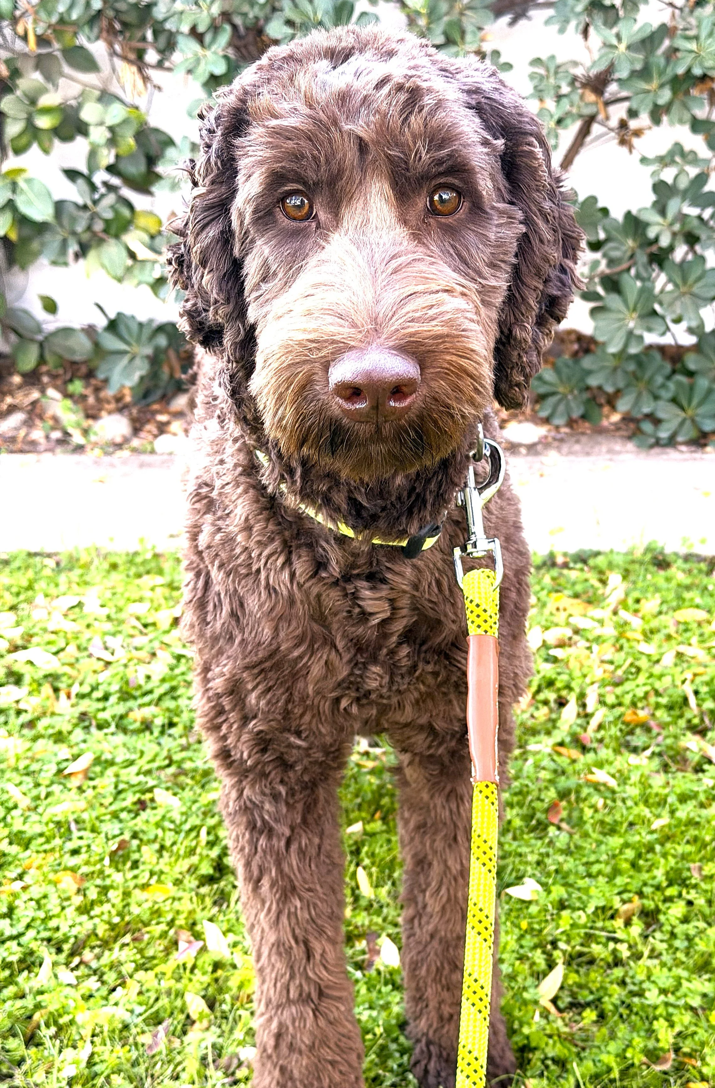 IMG_0705 Athena atBS 3a.jpg