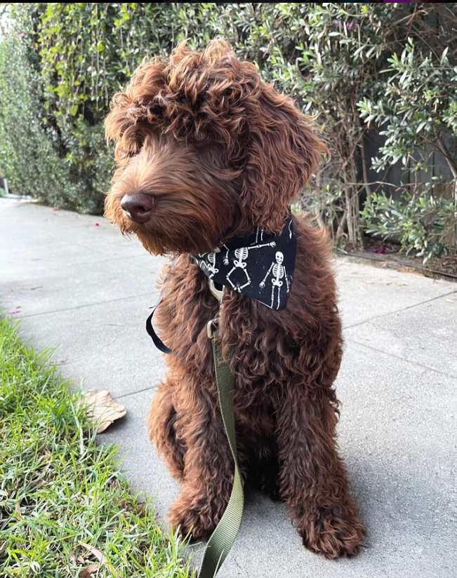 Screen Shot 2023-10-05 at 5.17.10 PM.png