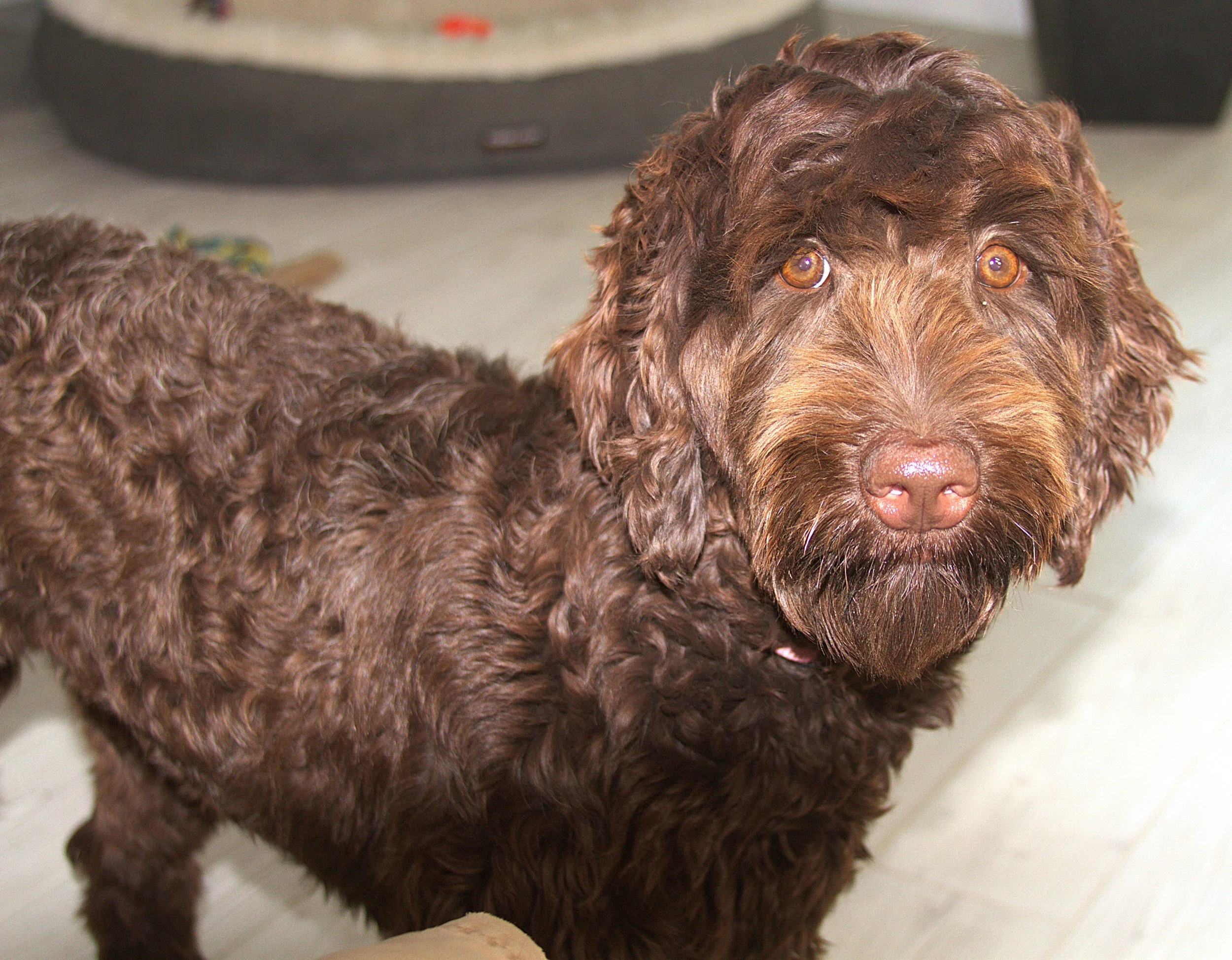 IMG_0629  Zoey 3.jpg
