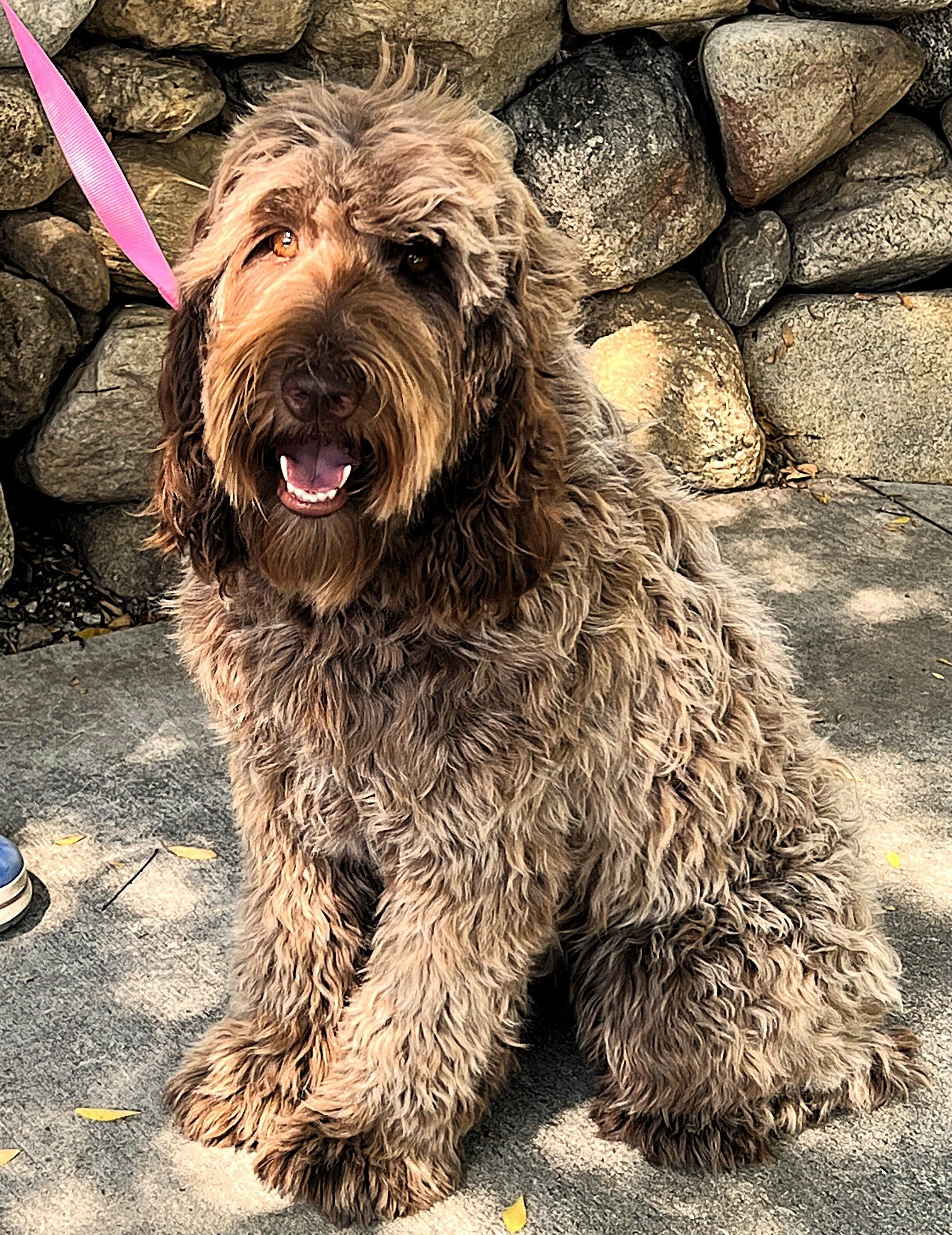 IMG_4150 Houston Sit.jpeg