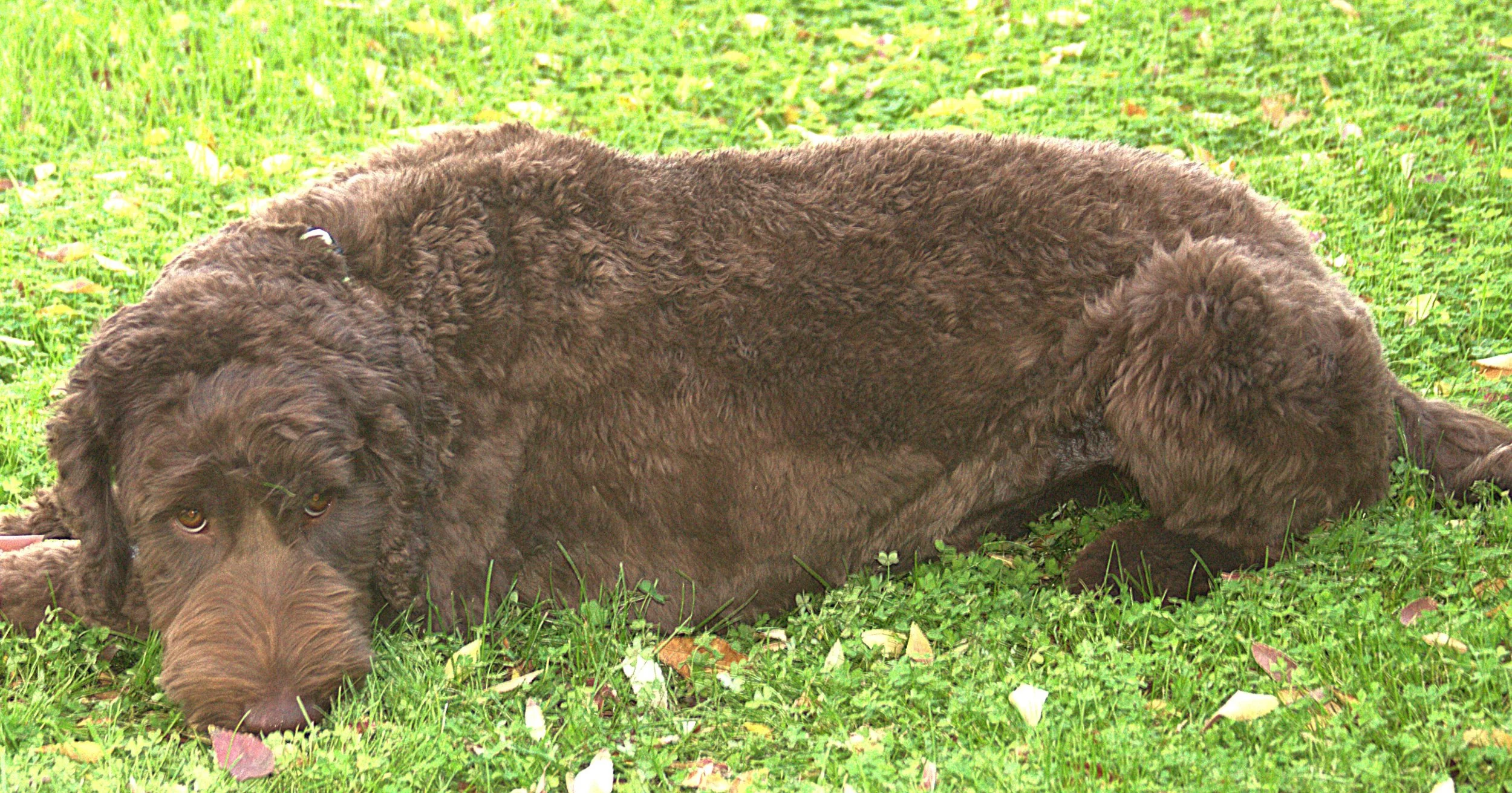 IMG_9904  Mickey lay4 A - Copy.jpg