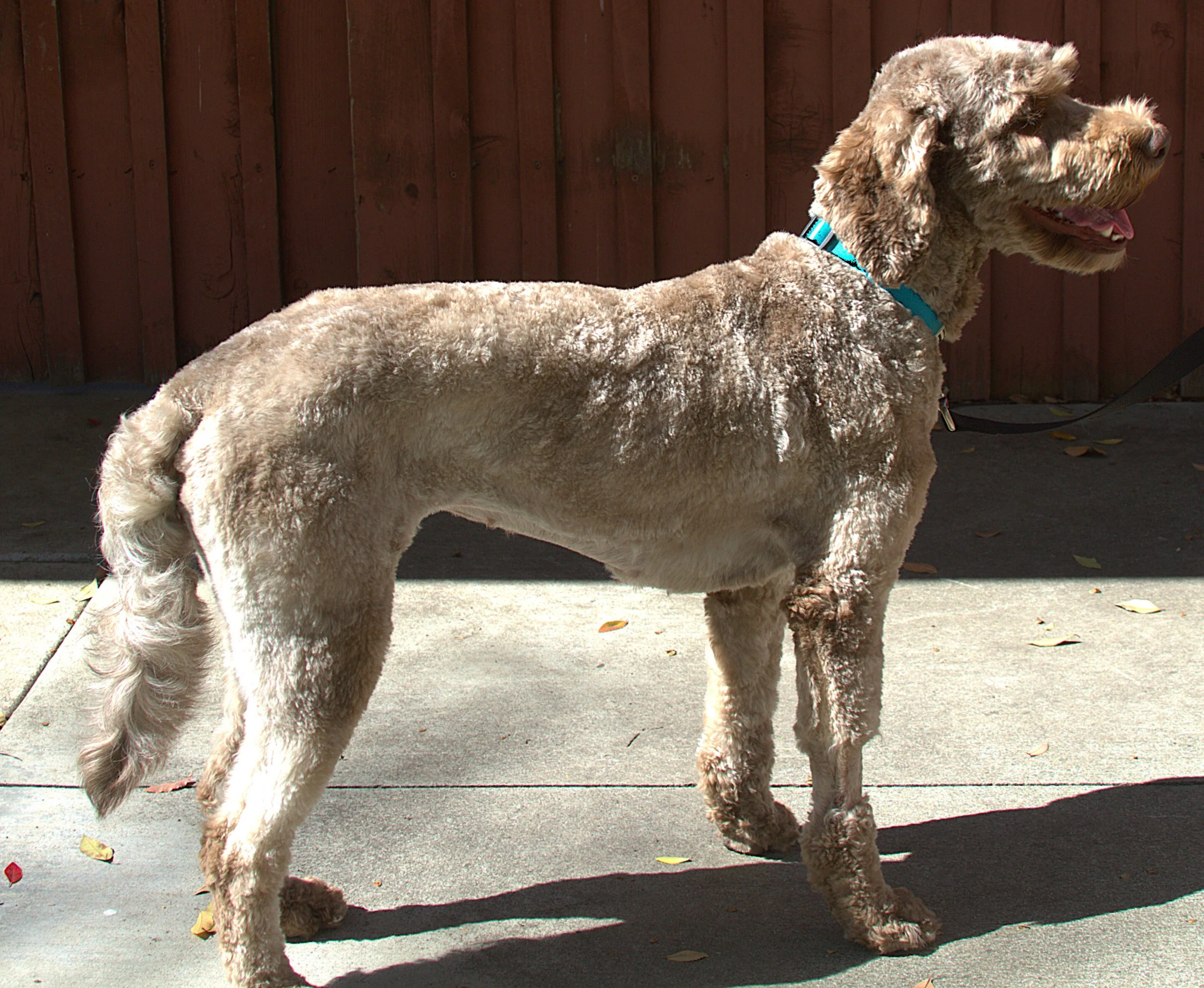 IMG_9951  Houston Stand 2.jpg