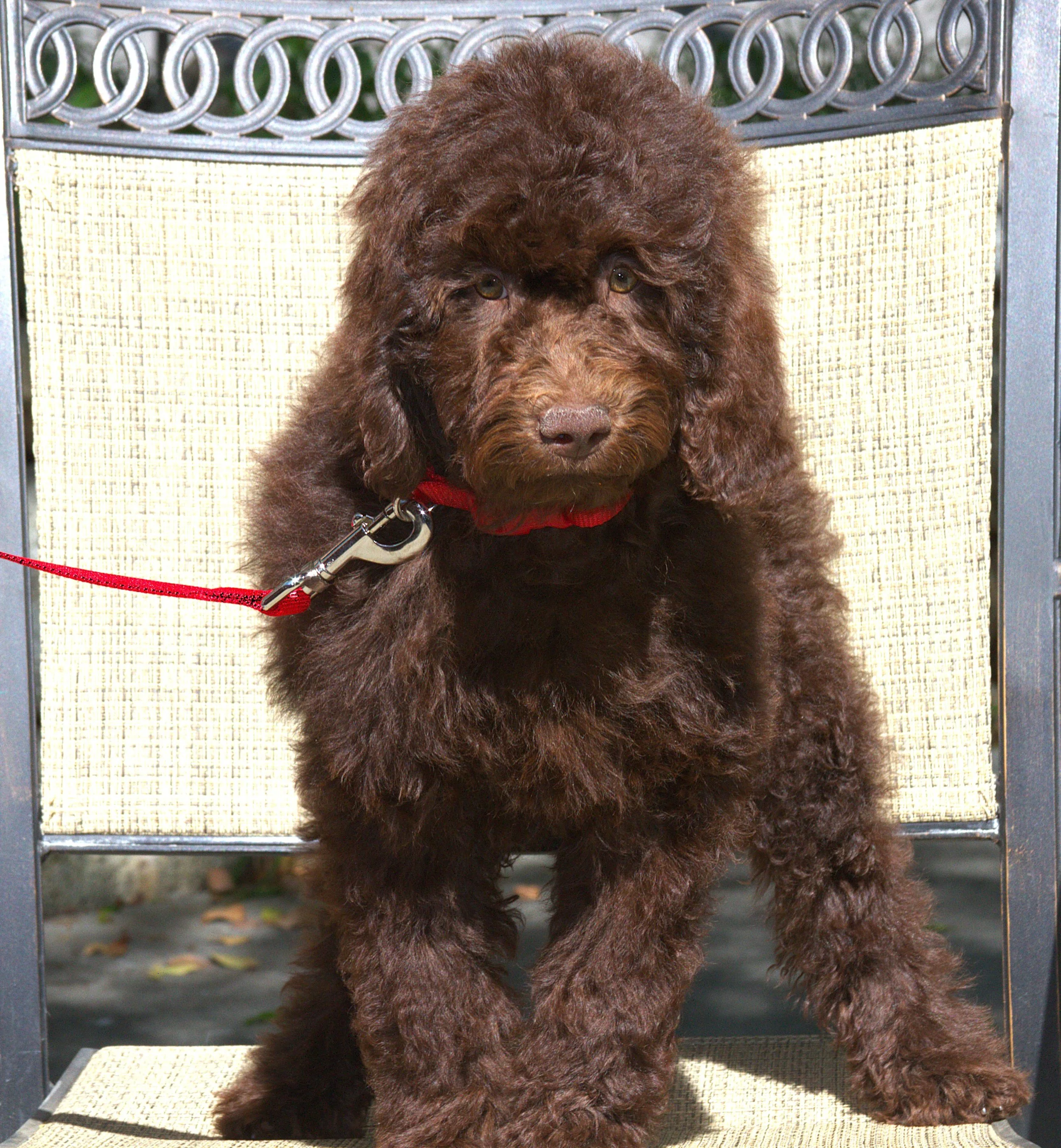 IMG_0063 Gal Gadot.jpg