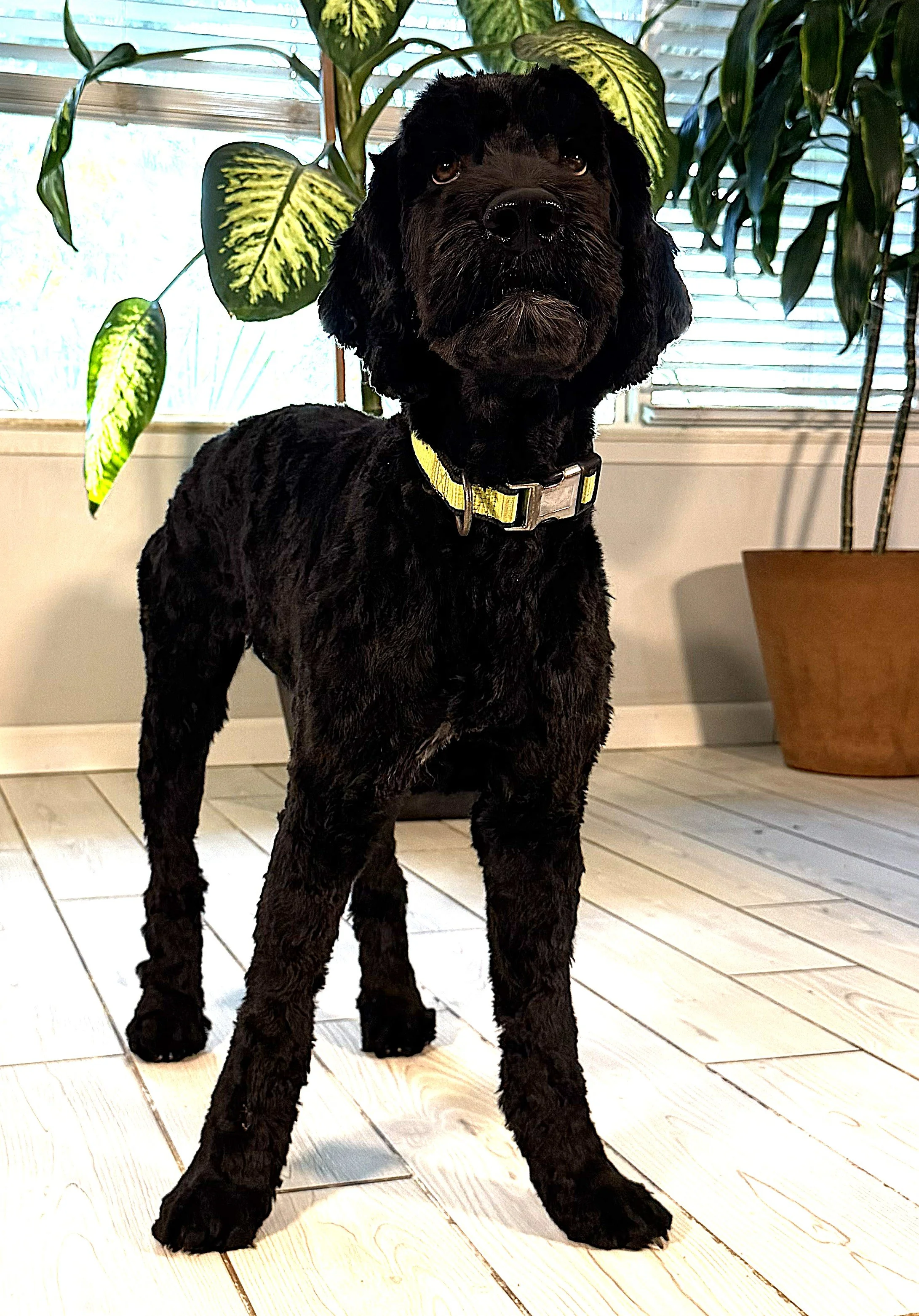 IMG_0779 lLilo  stans 8A.jpg