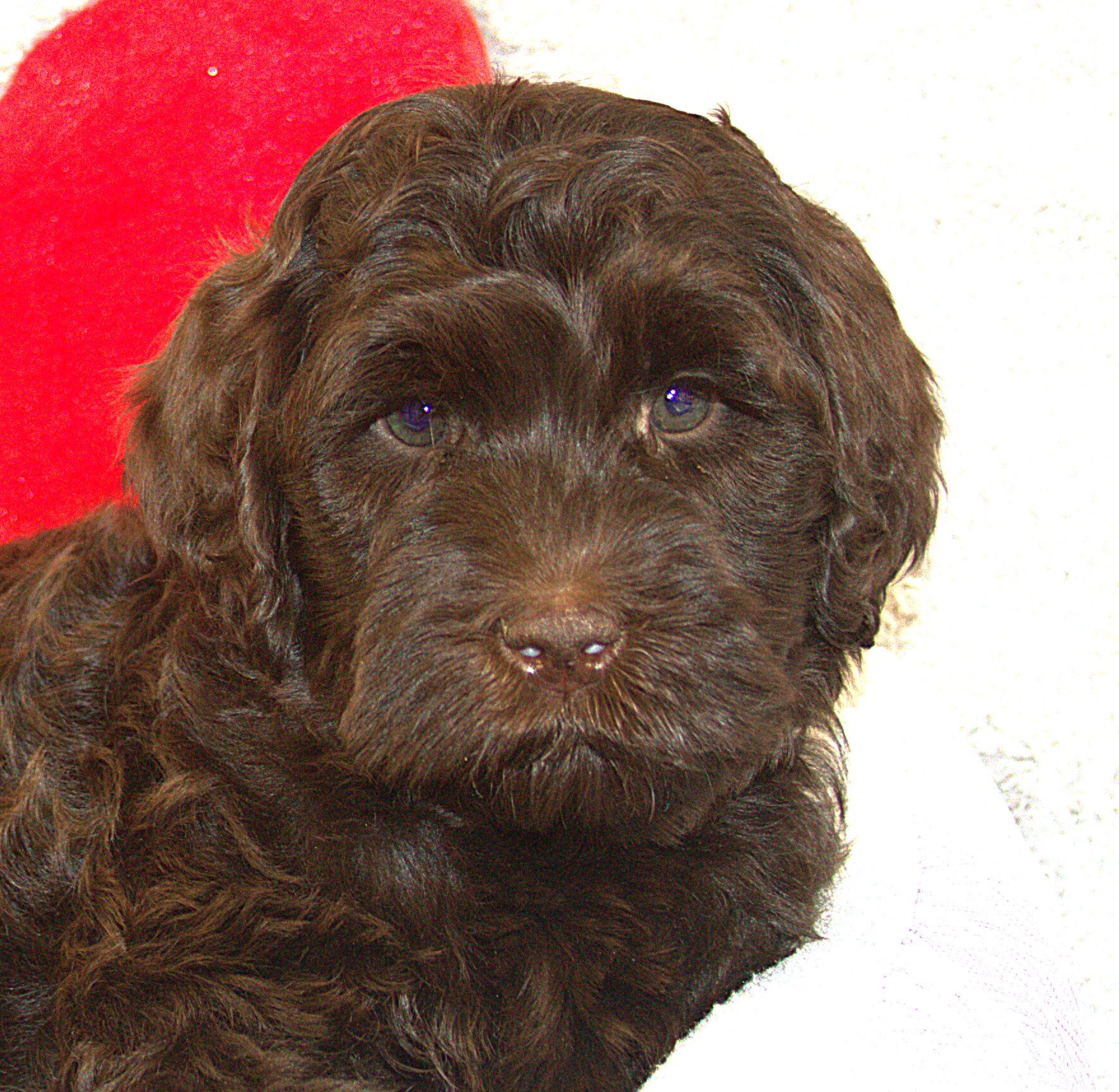 IMG_9643 Thor HS 5.jpg