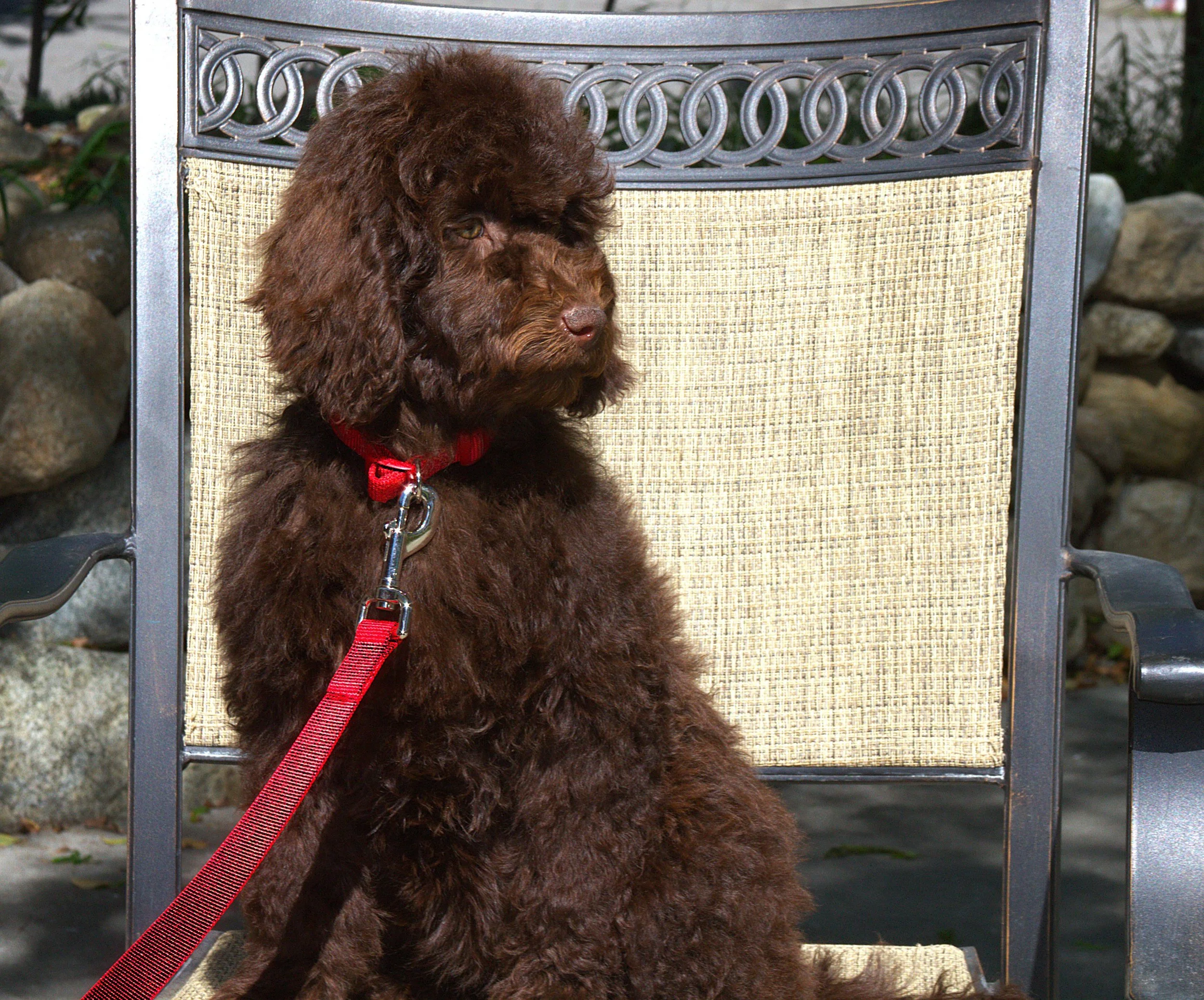 IMG_0085 - Copy Gal Gadot side.jpg