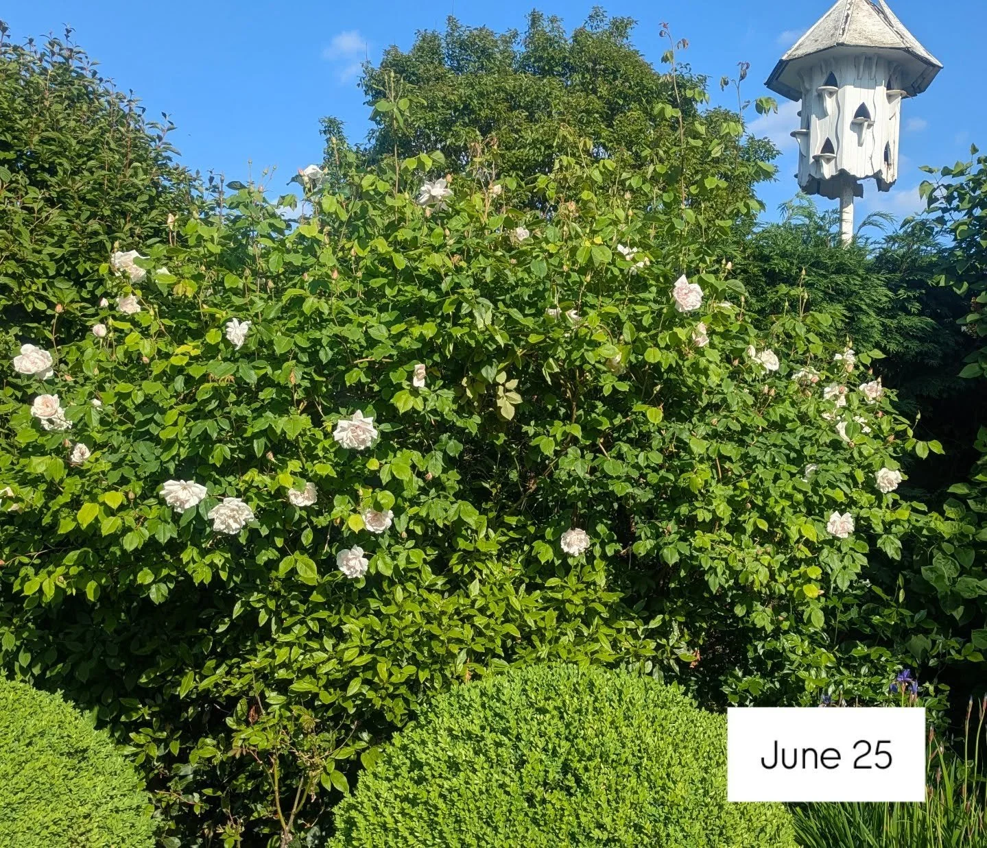 Rose structure of hoops.  Summer vs winter comparison. Not quite niffing but I don't have the time.  But I needed a strategy for this large rose last year. So I created hoops with rose stems to create a structure for the rose. I feel I have successfu