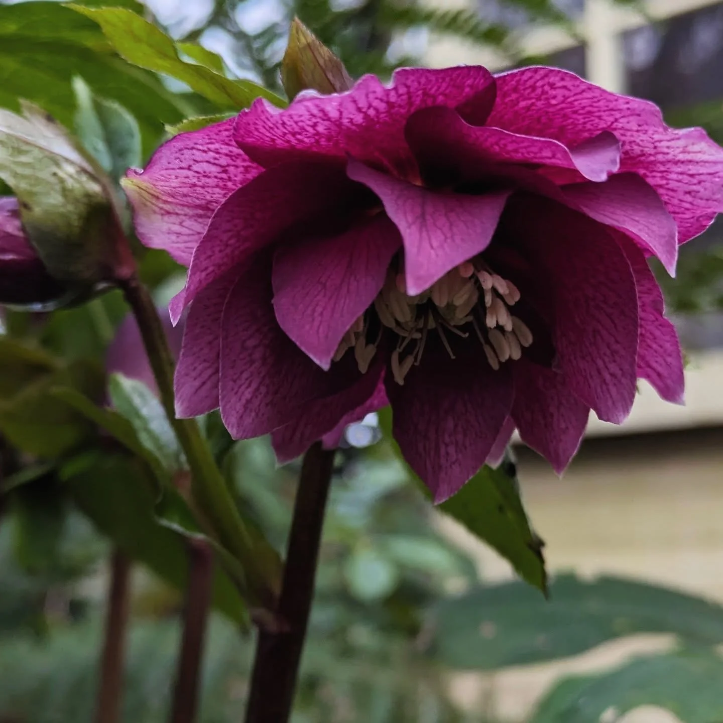 January flowers: hellobores, the winter rose. 
Shady gardens are a favorite mine. So appreciate the shade. 

#shade #hellobores #januaryflowers #englishgardens