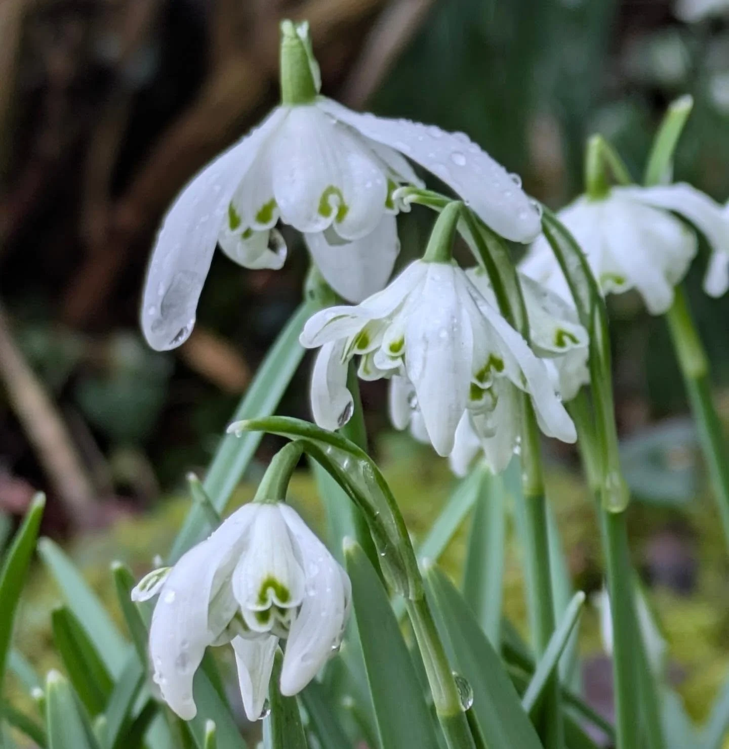 Flower highlights from this week. Snowdrops , hellebores. Cyclamen, primroses and a Daffodil. 

#Wintergarden #galanthophile #snowdrop #winterflowers