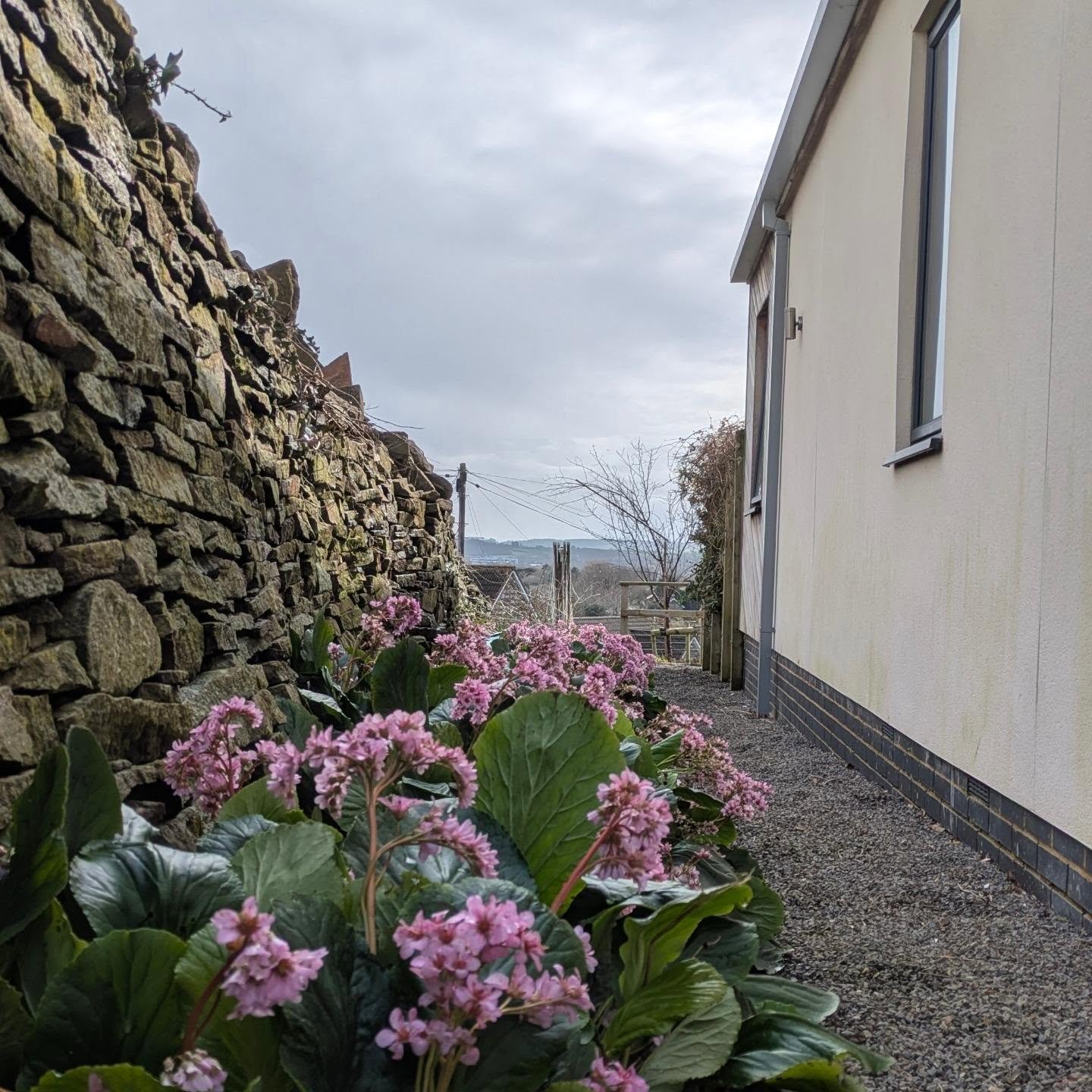 Bergenia may not be my favourite plant, but it has a valuable place in the garden. The evergreen leaves provide reliable ground cover and work particularly well along path edges or awkward borders where structure is needed.
Tough and adaptable, Berge
