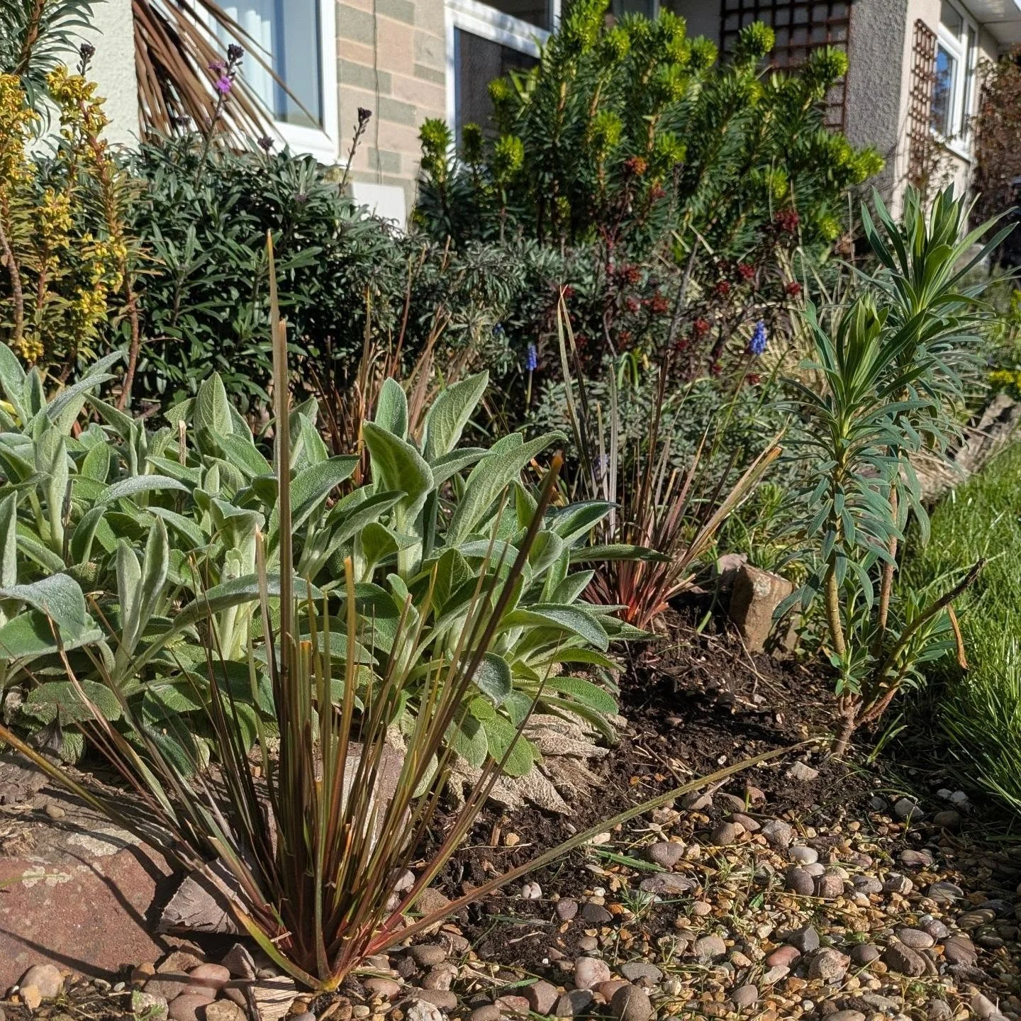 Happy Mother&rsquo;s Day to my Mum. ,💚💚
It can&rsquo;t be easy having a daughter who&rsquo;s a gardener&hellip; coming home with another plant that I want to try in the garden. 😅

This year it's Libertia ixioides &lsquo;Taupo Sunset&rsquo;. Try to