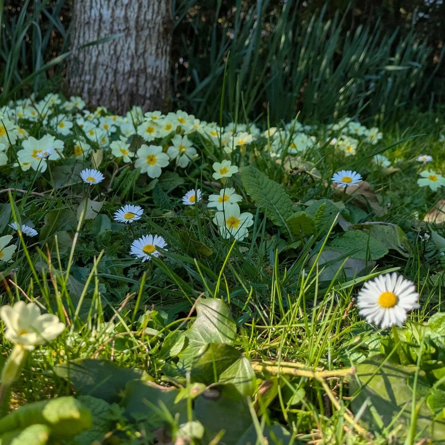 Spring has sprung in earthcott. Flower highlights from yesterday's visit. Gorgeous weather. ☀️
.
#springuk #springflowers #gardening #bristolgardener #GardenJoy