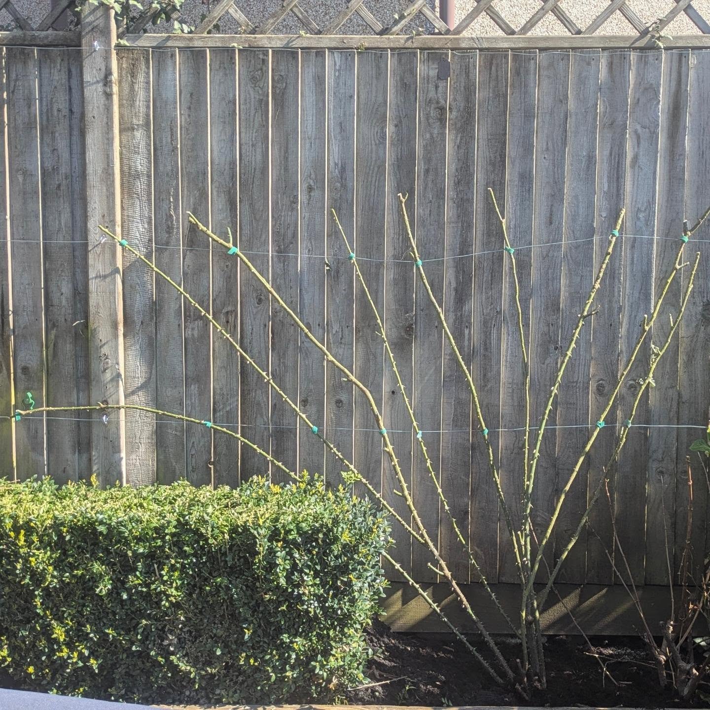 I always try start a climber as a fan. It&rsquo;s a simple way to manage growth, improve light exposure, and avoid a tangled mess later on. New wire and vine eyes added to the fence. 

I prefer to prune dec- Feb but will do it in March at a push. Thi