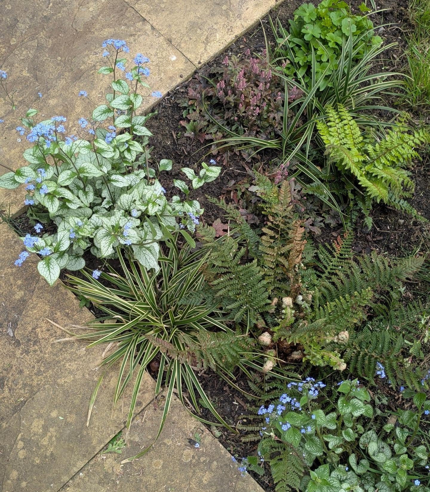 Revisiting a planting project I completed after finishing my studies at Bristol Botanic Garden.  @brisbotanicgdn

Really good to see how well it&rsquo;s established. The client is very happy and even said it&rsquo;s the best front garden on the stree