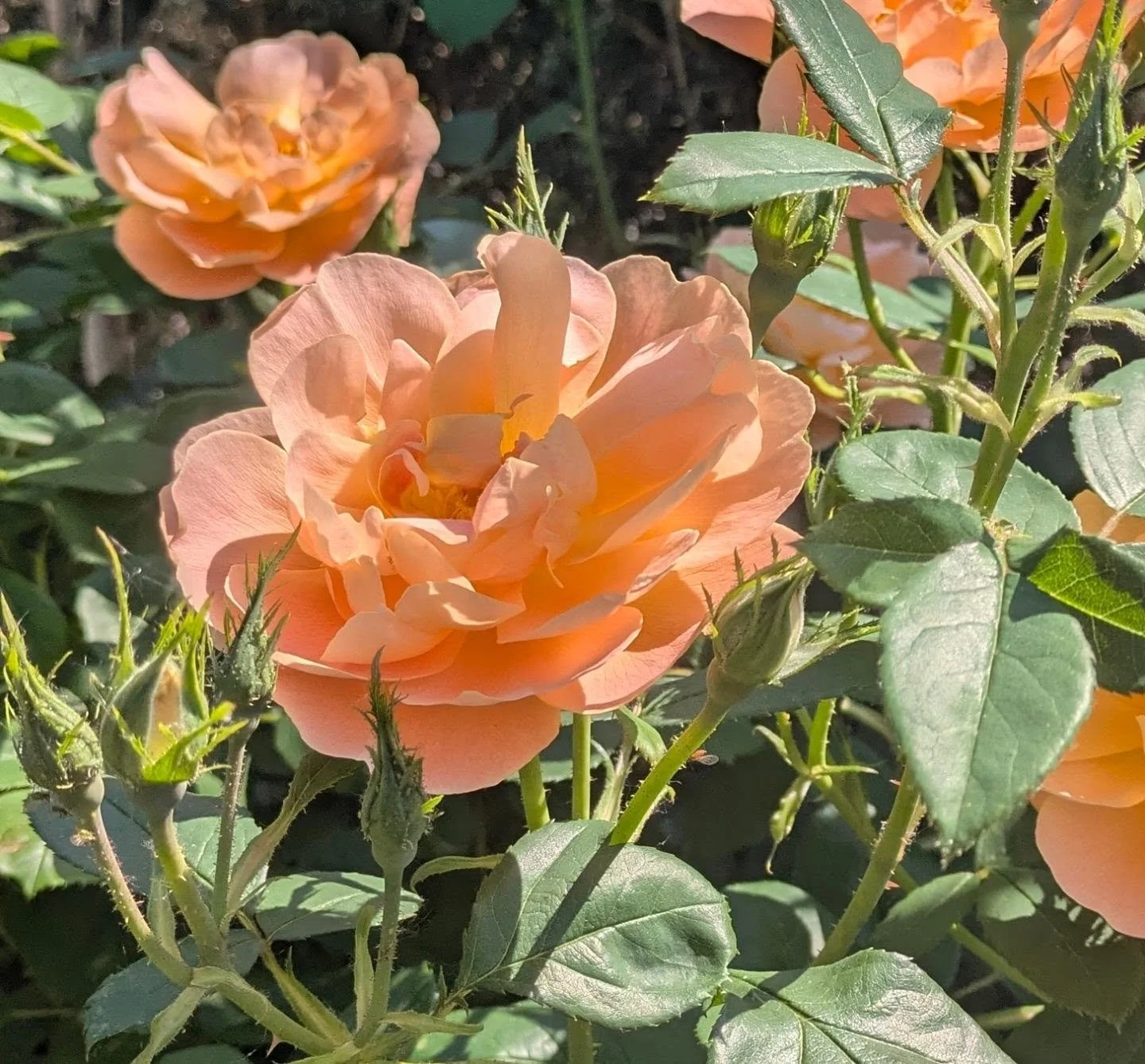 Abouslotuly gorgeous rose @manorhallch . I think it could be lark ascending rose by David Austin. definitely bushy like a David Austin. 

#RoseCare #rosegardener #communitygarden #englishgardens
