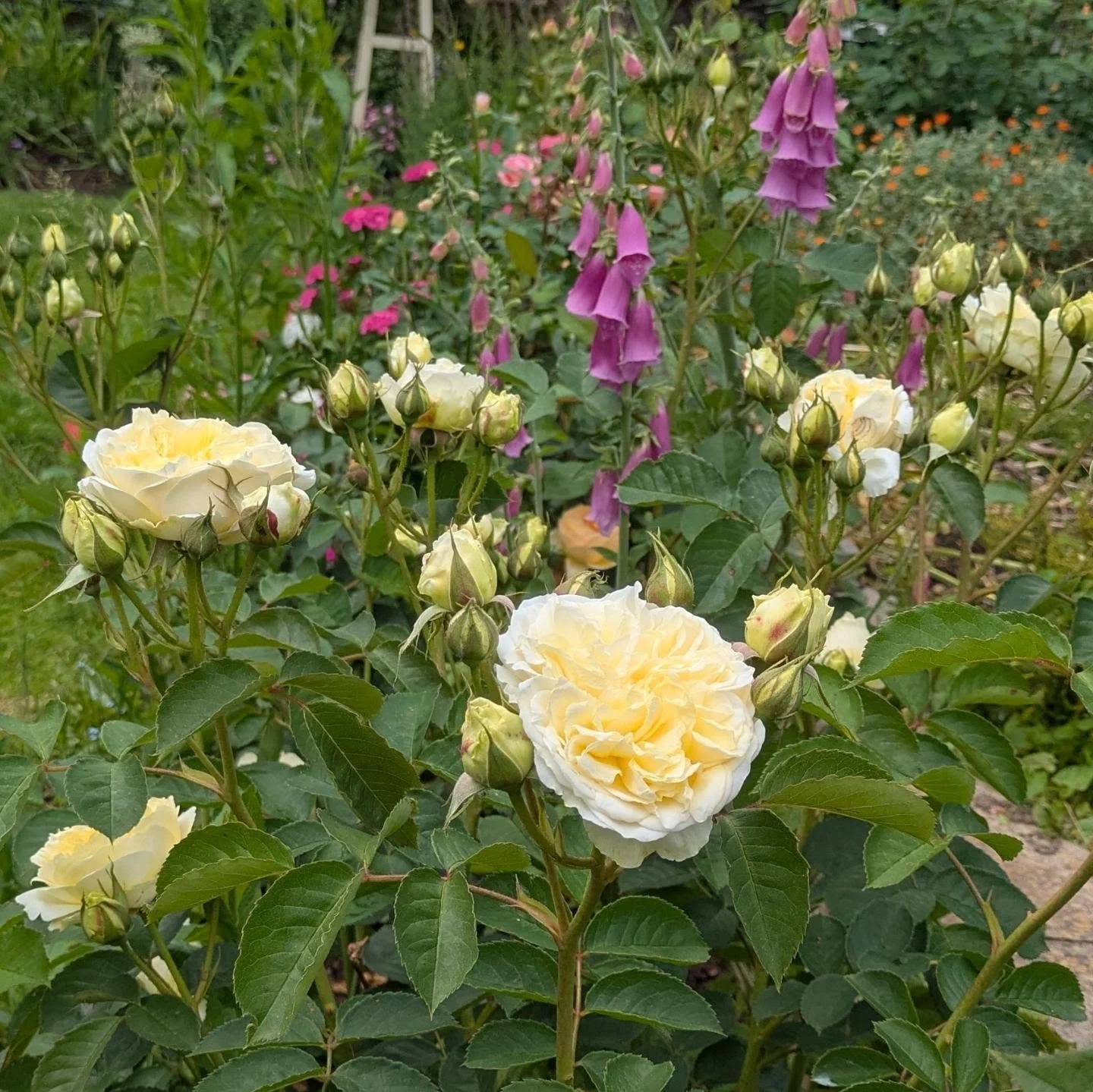 `Country parson' rose by @david_austin_roses . Is described as feisty. I presume because of amount throns it has but I wouldn't get put off its very healthy rose with beautiful blooms. Top notch. plus, lemon and purple are perfect paring s. march it 