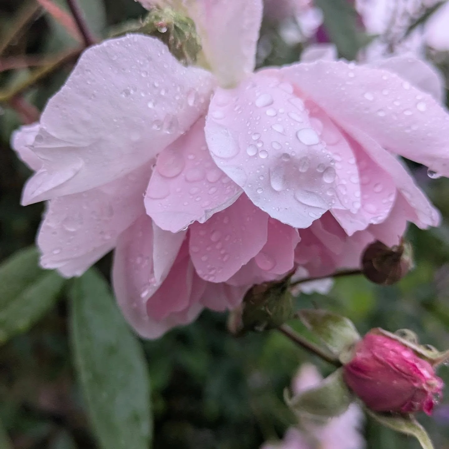 Roses and raindrops. 🩵 

#rosesandraindrops #roselovers #englishgarden #roses #flowerphotography