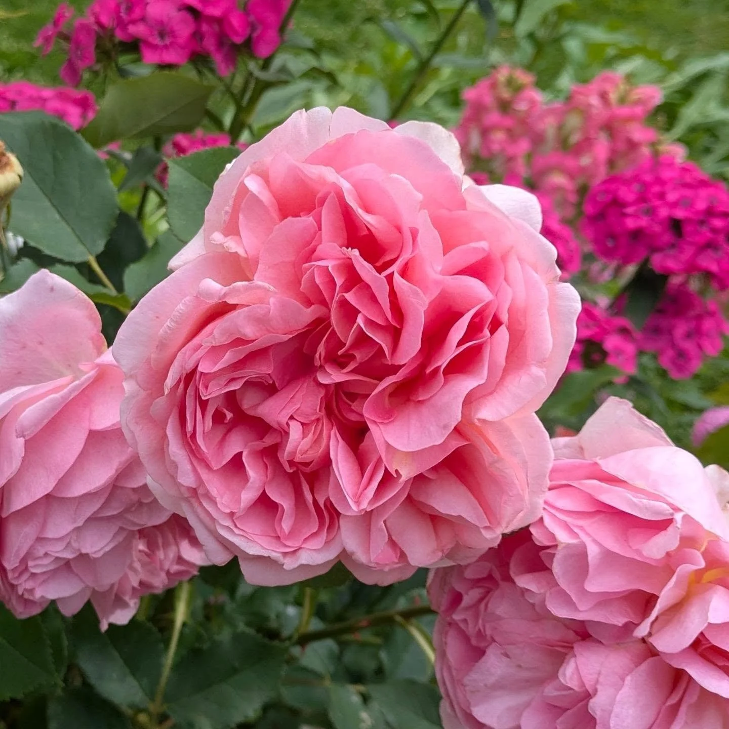 Anne Boleyn English Shrub Rose Bred By @david_austin_roses paired pink Dianthus barbatus /sweet Williams. 

#rosecombo #plantcombo #roses #Roselovers #romanticgarden