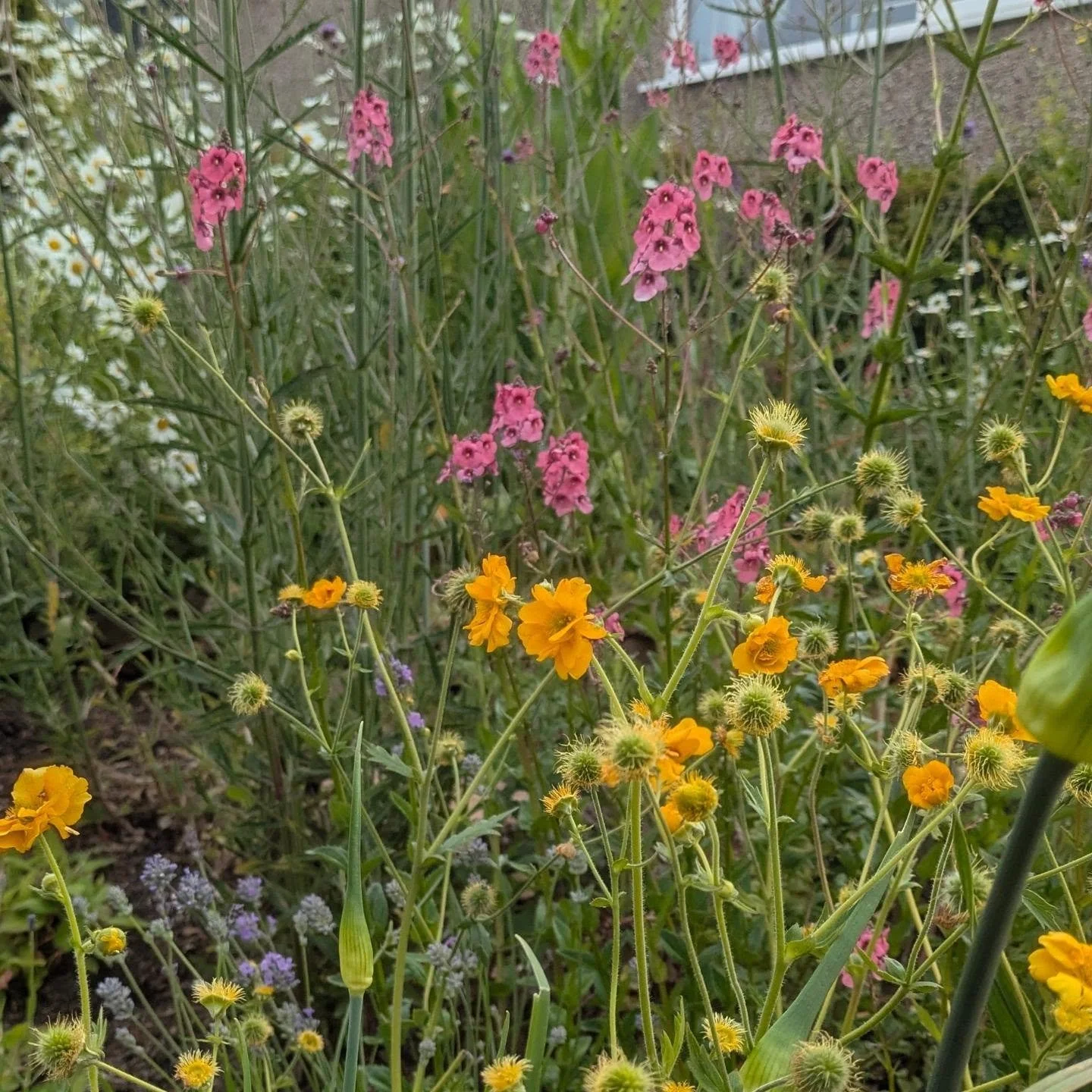 I'm adoring this plant combo. 💛🩷 Geum Lady Stratheden and Diascia . 

#PlantLove #plantingdesign #plantcombo #borderdesign #flowerphotography