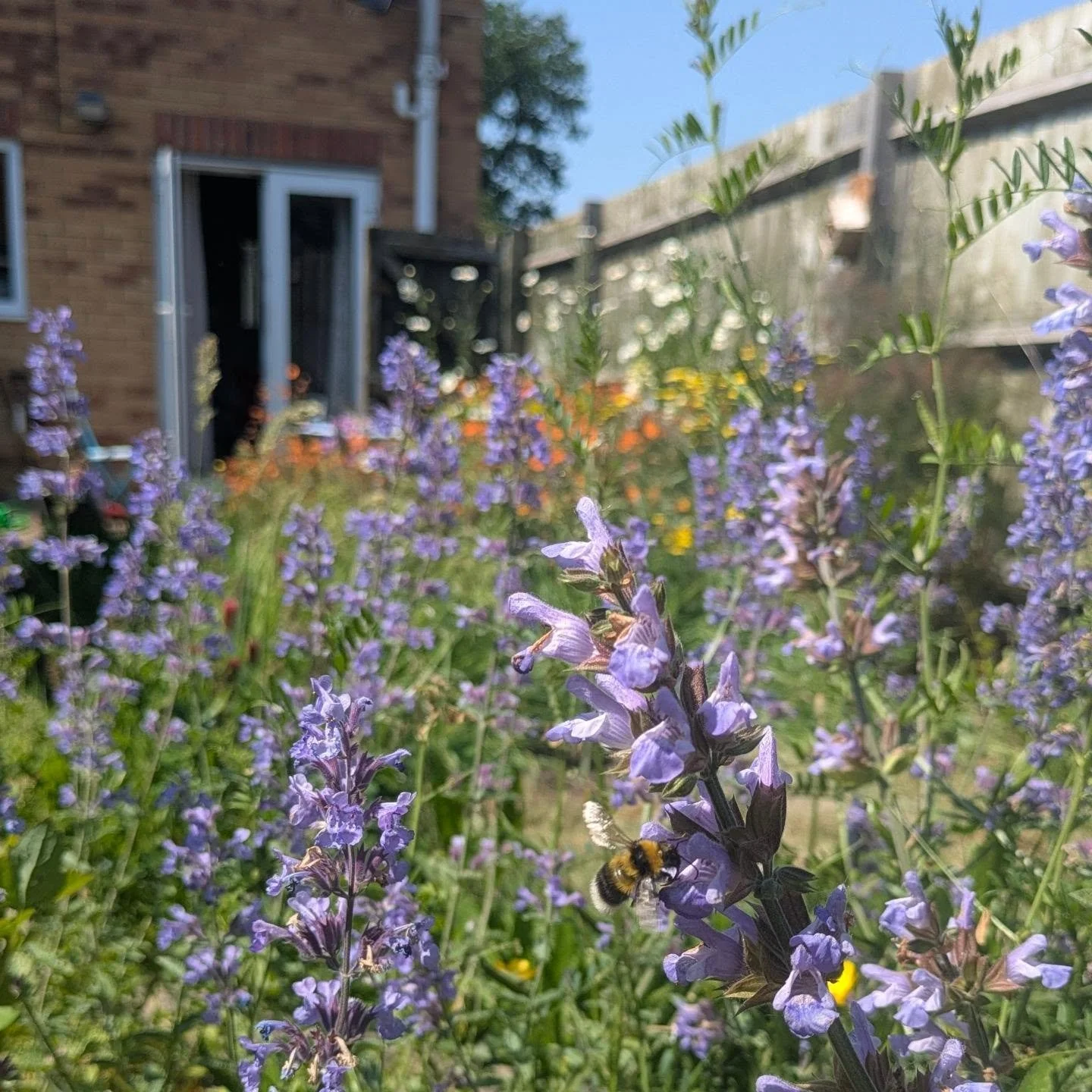 One of my Gardens that helped create is open today schemes at Emerson green. Part of @earthfest . Friends of Emerson green park are open their gardens . All gardens have wildlife focus. 💚💚💚

#wildlifegardening #beefriendly #earthfest2026 #EmersonG