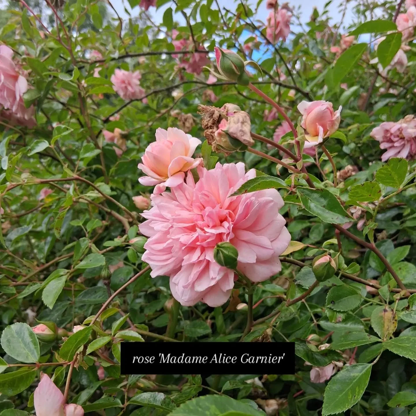 MOOR WOOD - The National Collection of Rambling Roses. A valley of rambling roses near to Cirencester. A must see. 🌹🌹NGS garden open  on the 21st June. 

It was incredible to go see garden in bloom. So many rambling roses . I loved being able compa