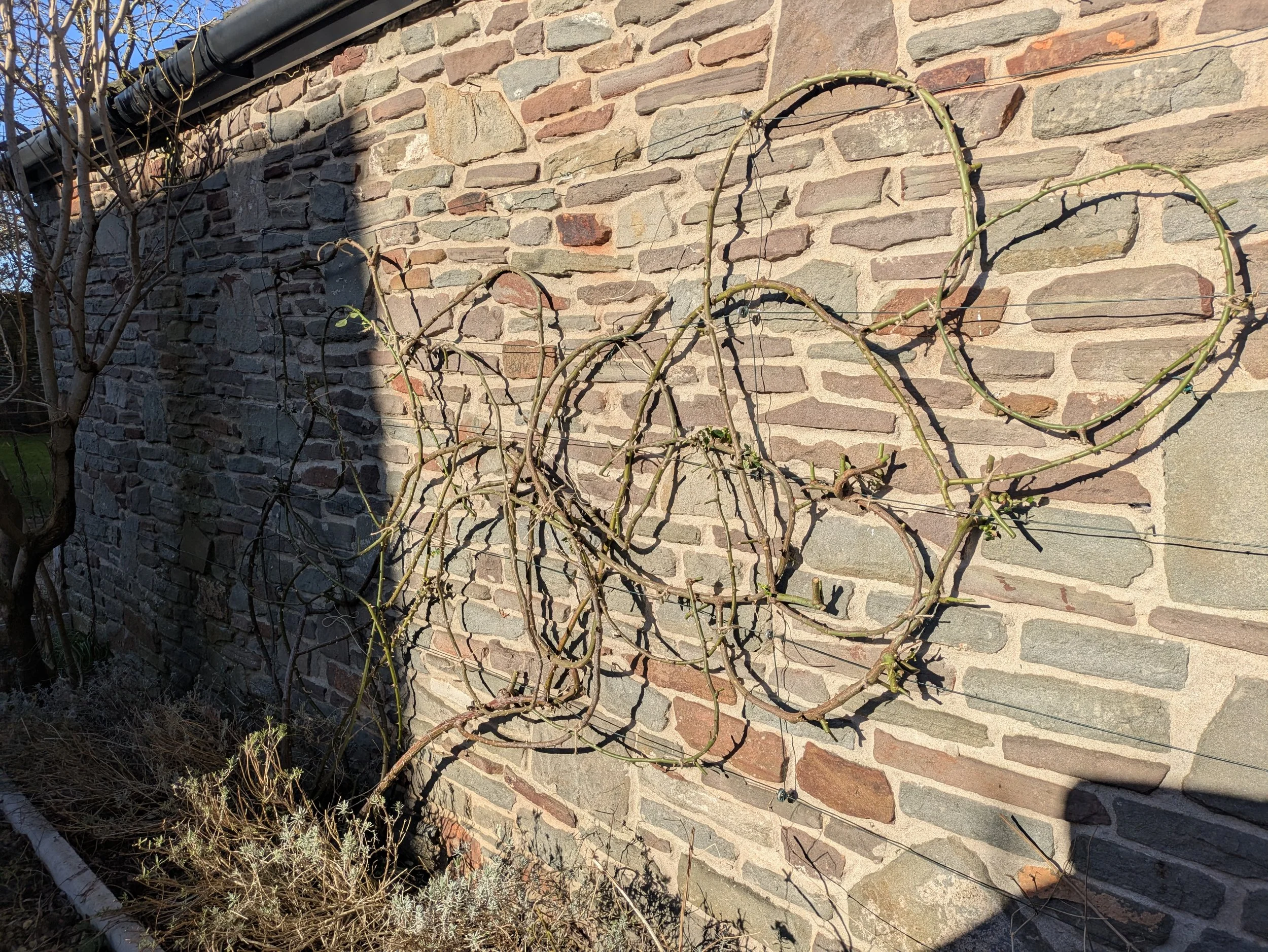 Specialised pruning