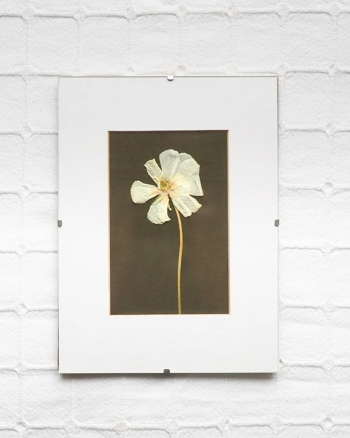 Pretty little Ranunkel 🌼