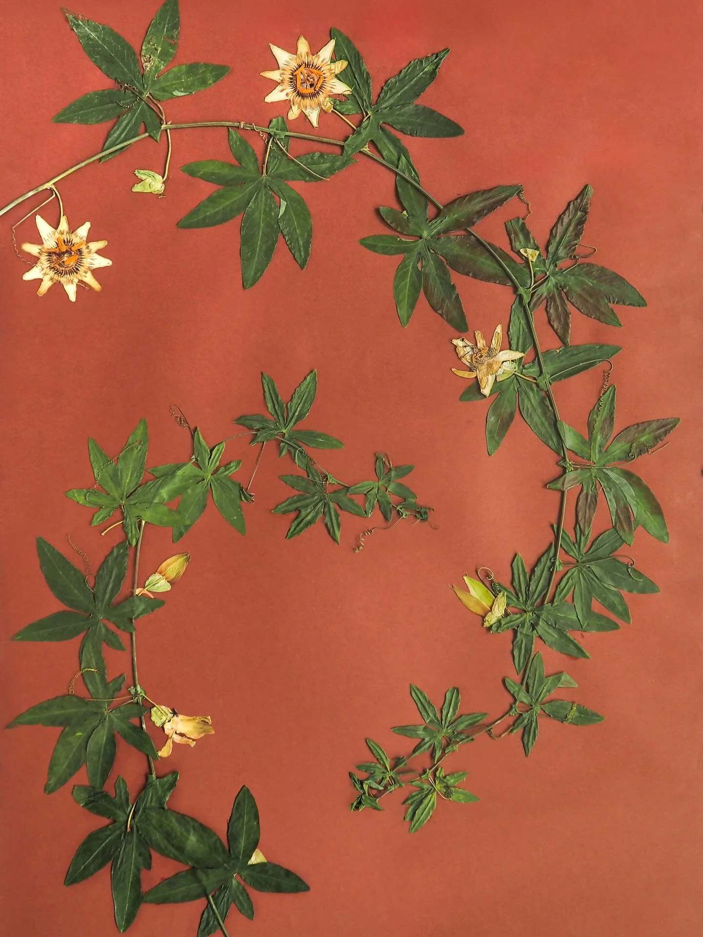 Passionsblumen aus meinem Garten, als noch Sommer war 🤍