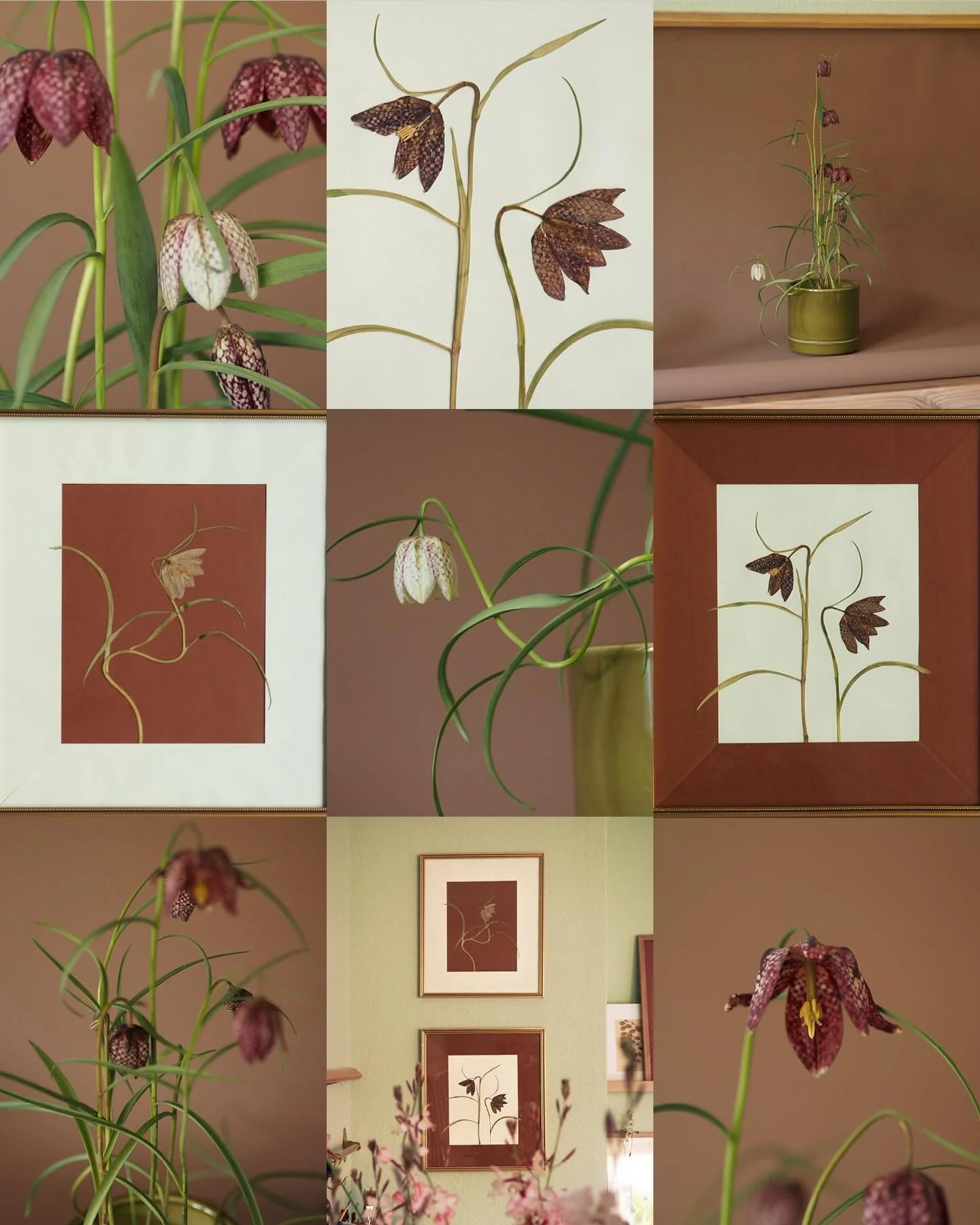 2024 habe ich die Schachblume zum ersten Mal bewusst entdeckt und seitdem hat sie mich nicht mehr losgelassen. Ihr surreales Muster, die feinen, verschlungenen Bl&auml;tter und ihre langen, eleganten Stiele faszinieren mich schon l&auml;nger, als mir