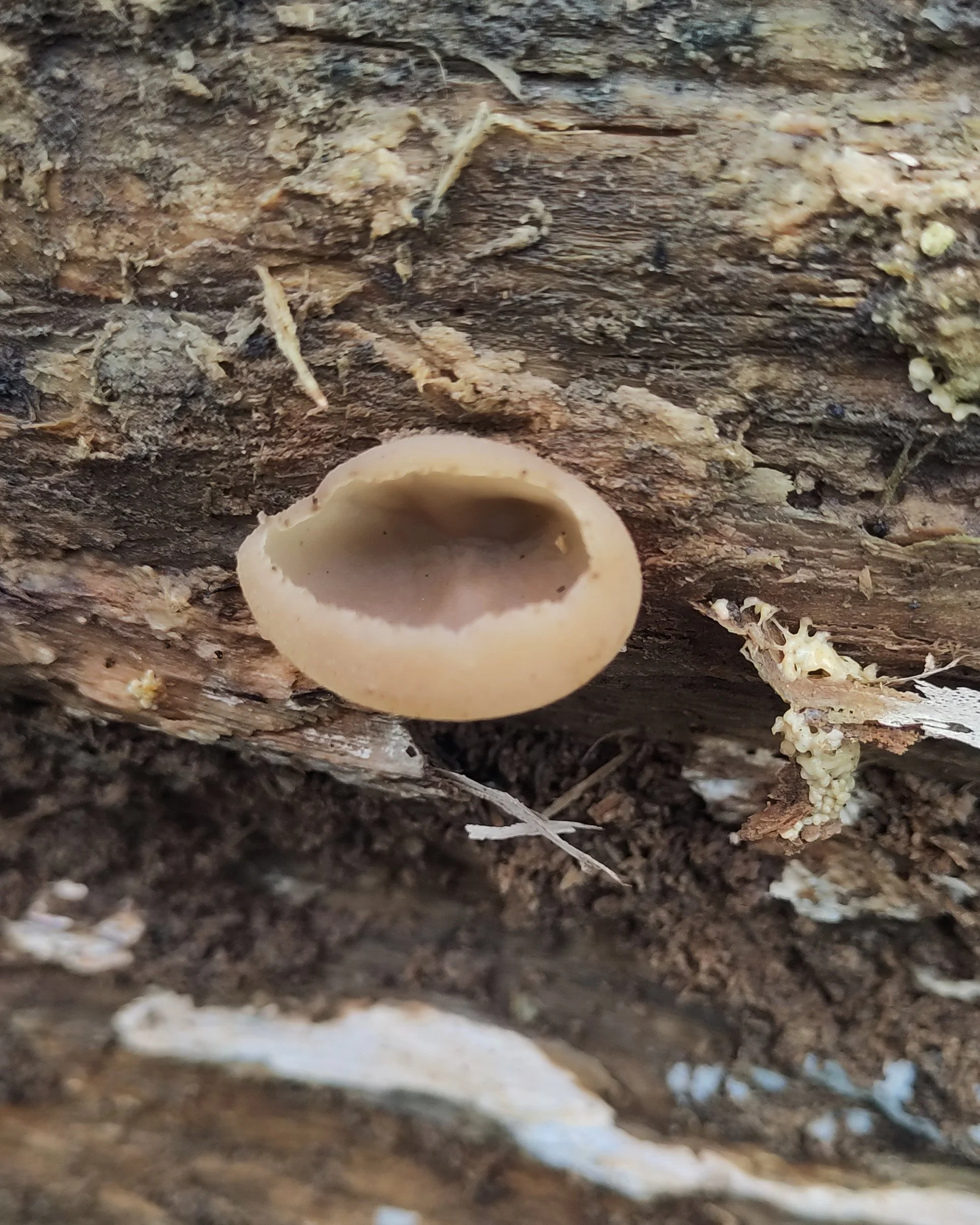 oyster mushroom tree part 5 peziza.jpg