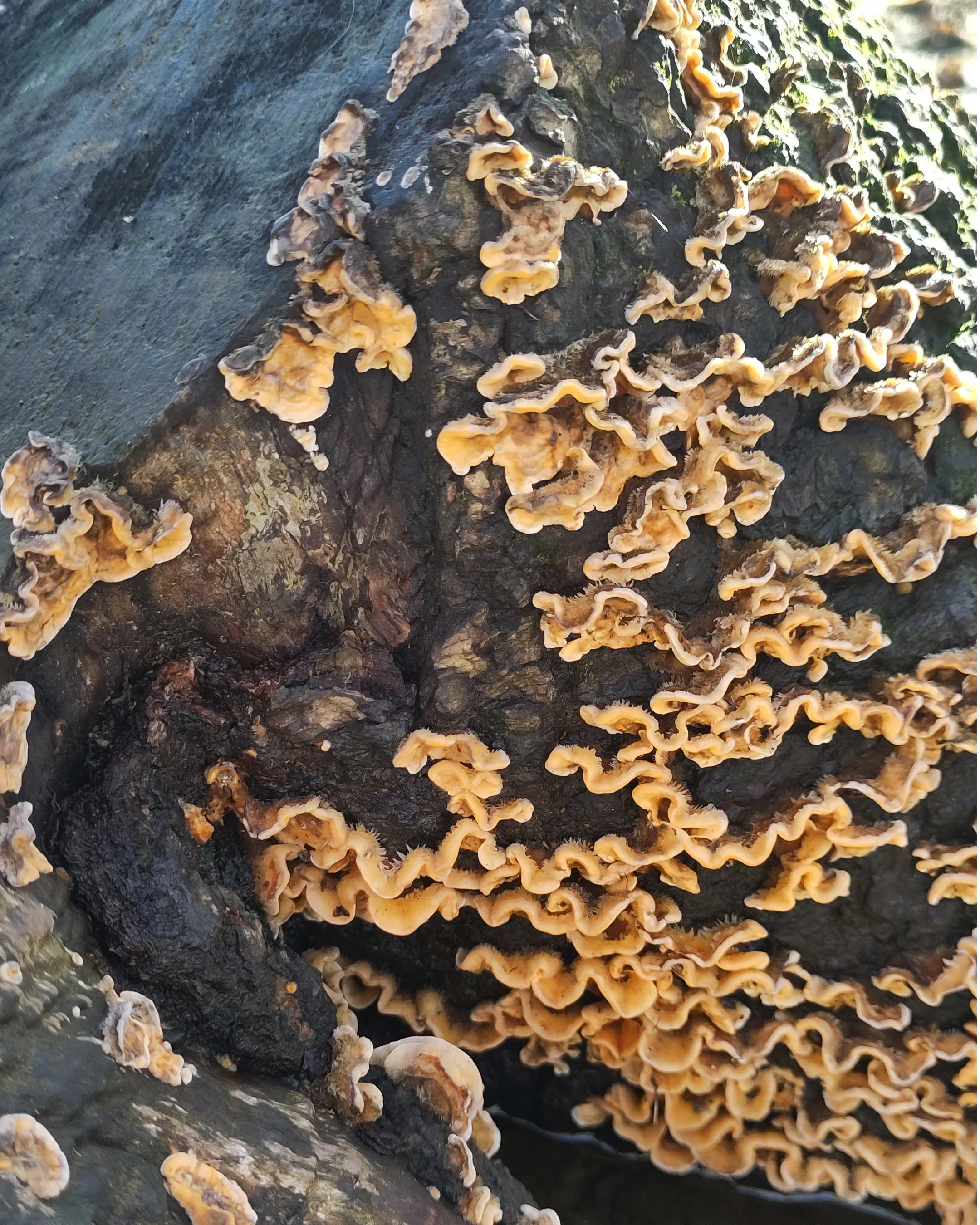 oyster mushroom tree part 5 hairy curtain crust.jpg
