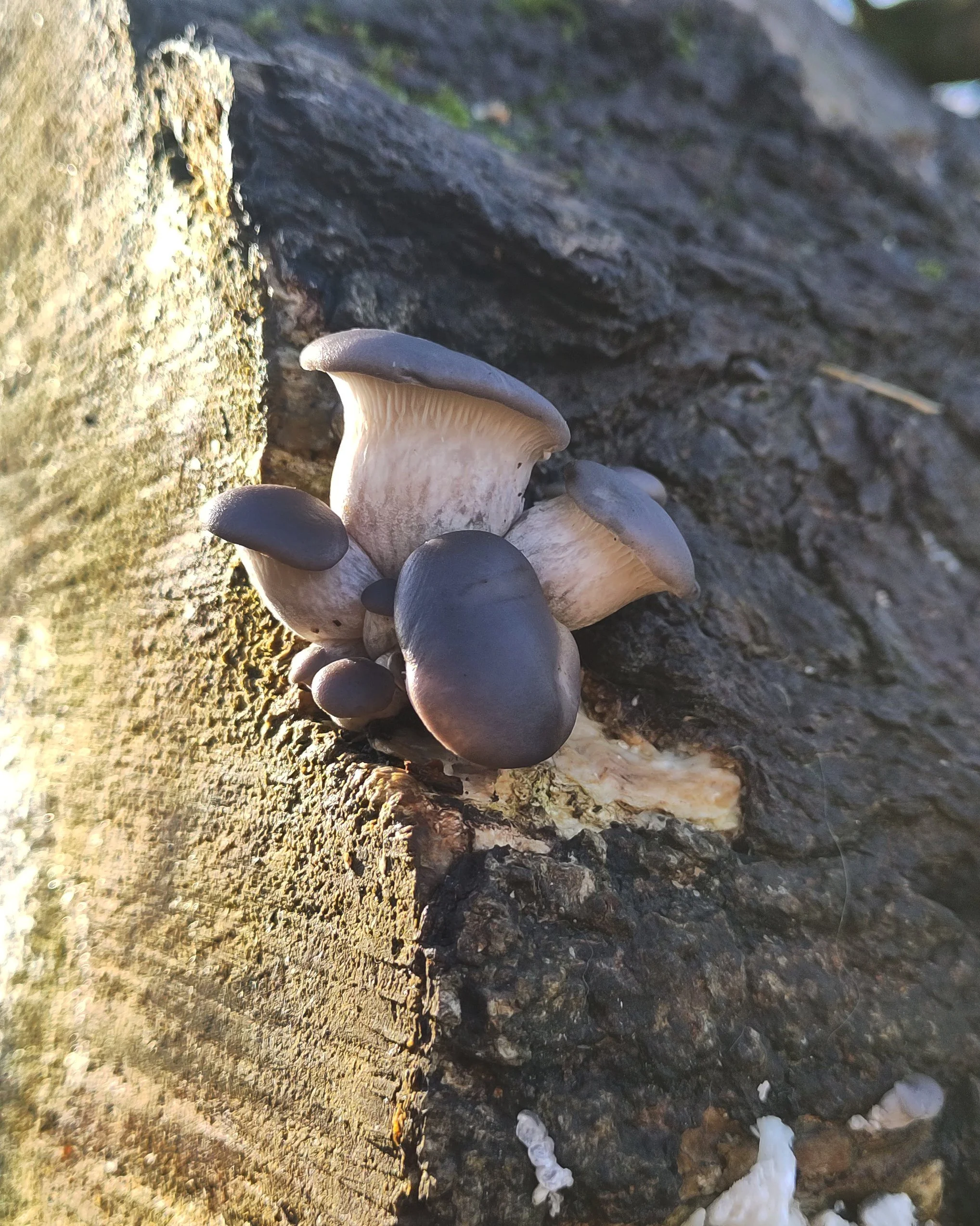 oyster mushroom tree part 5 3.jpg