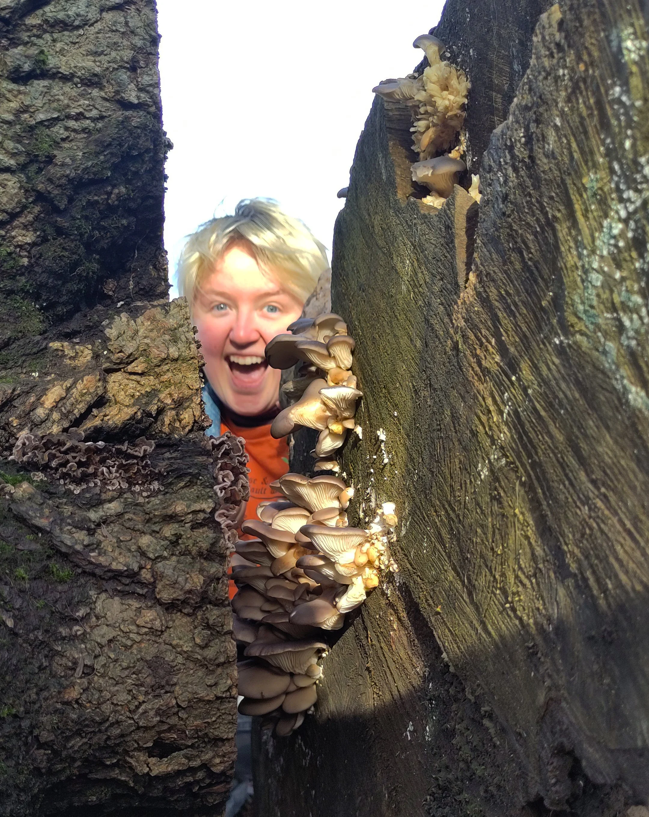 oyster mushroom tree part 5 4.jpg