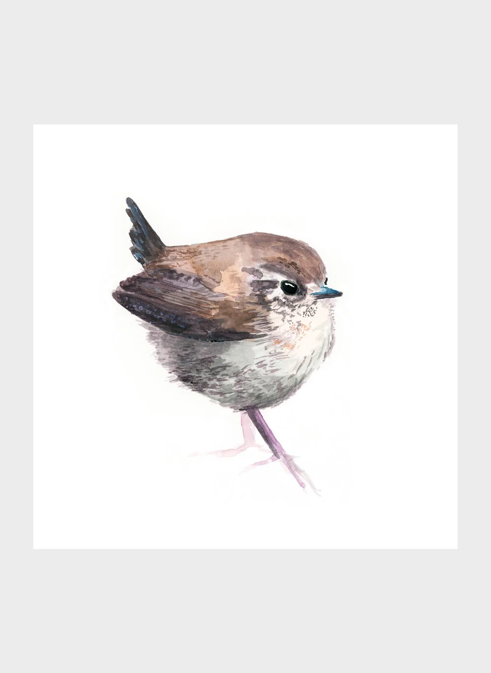 Wren.jpg