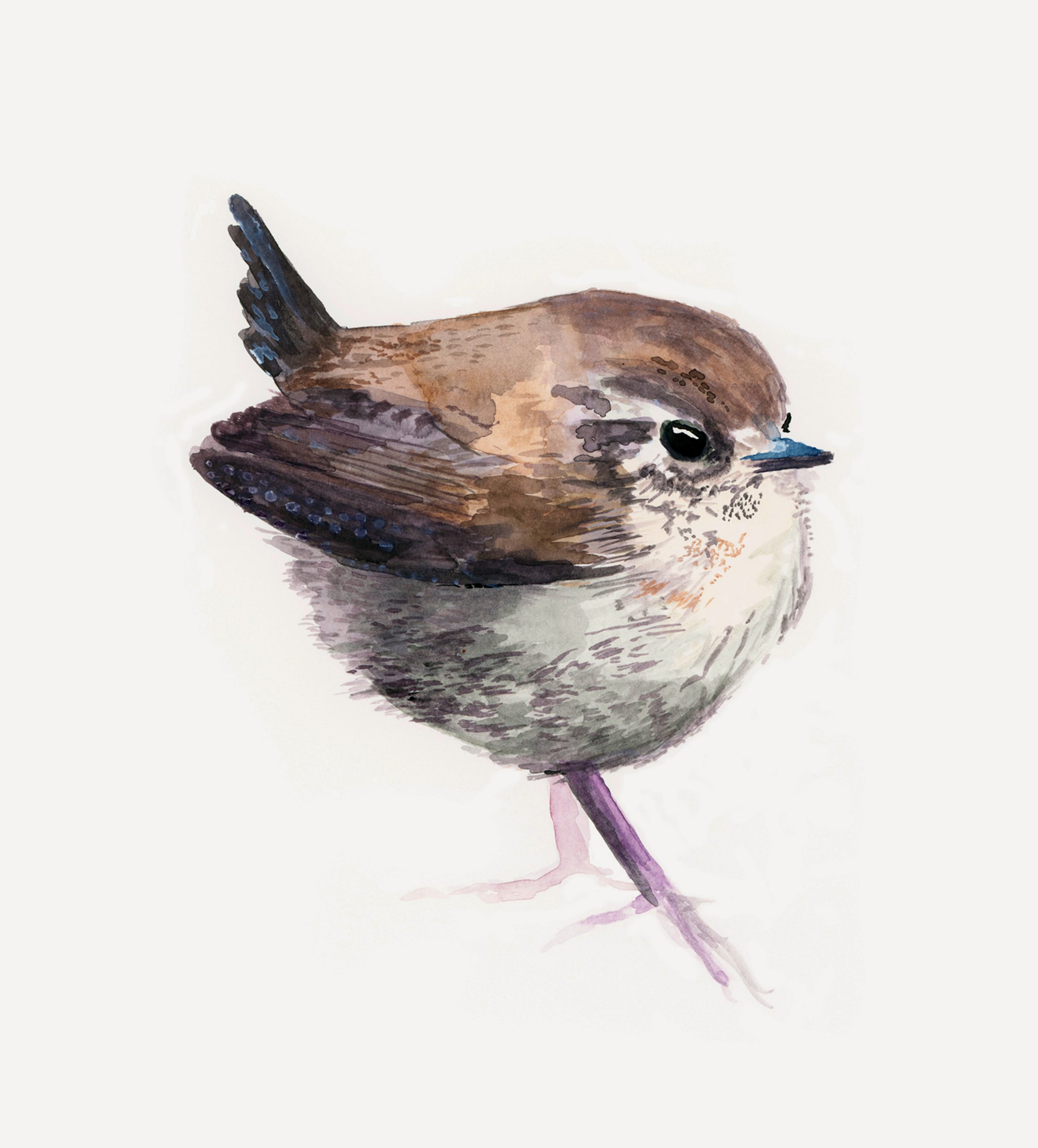 Wren.jpg