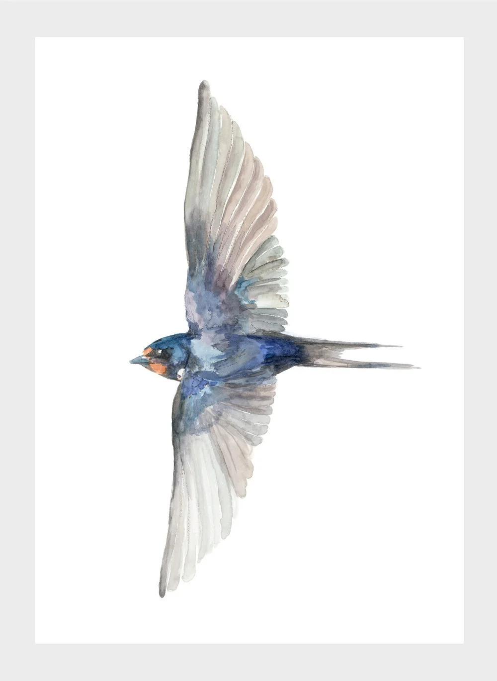 Swallow-LouiseFrancis.jpg