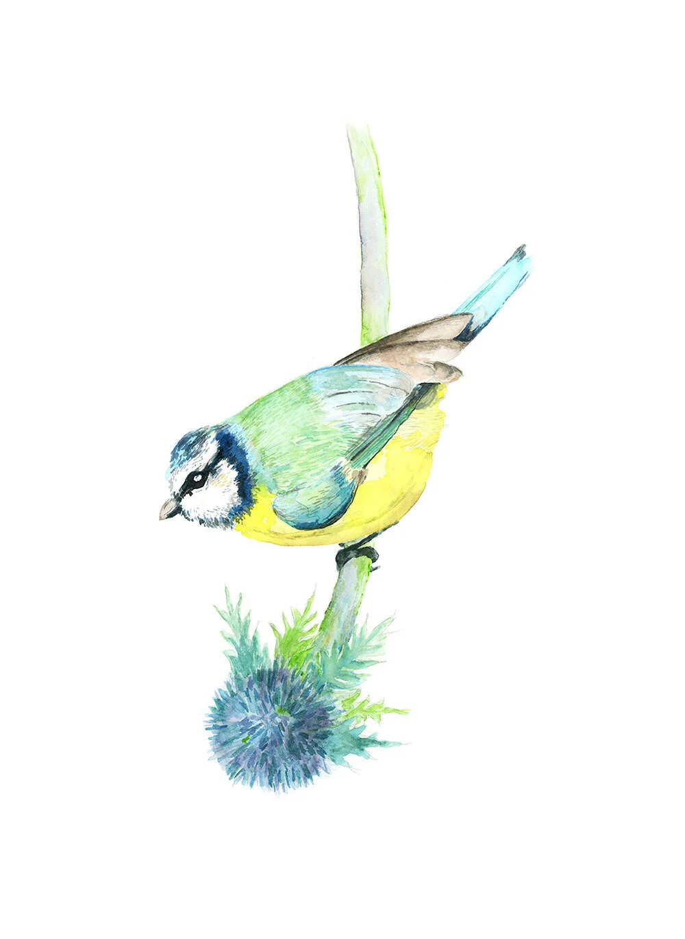 Louise-Naughton-Blue-tit-Illustration.jpg
