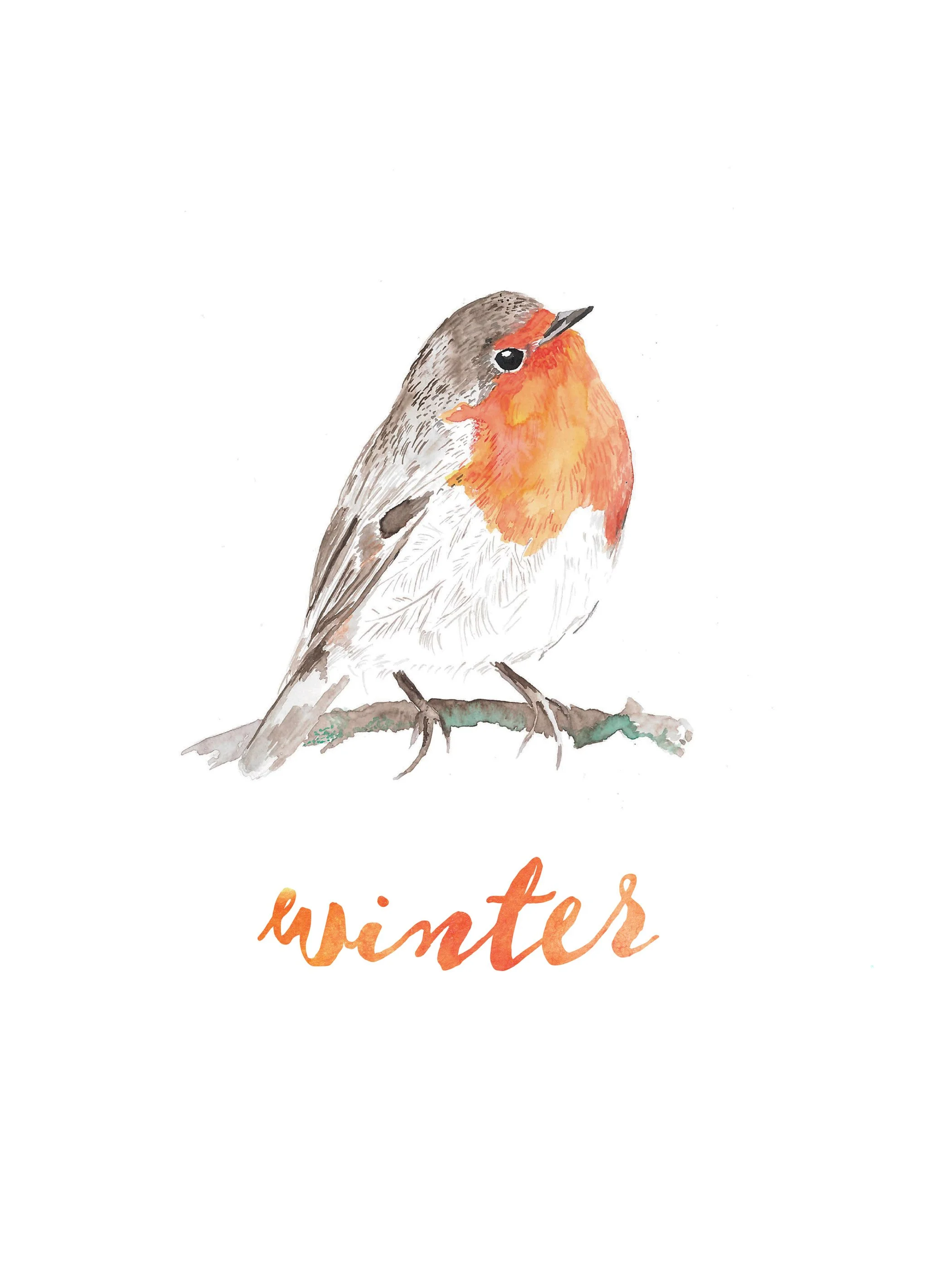 robbin-watercolour-illustration-louise-naughton.jpg
