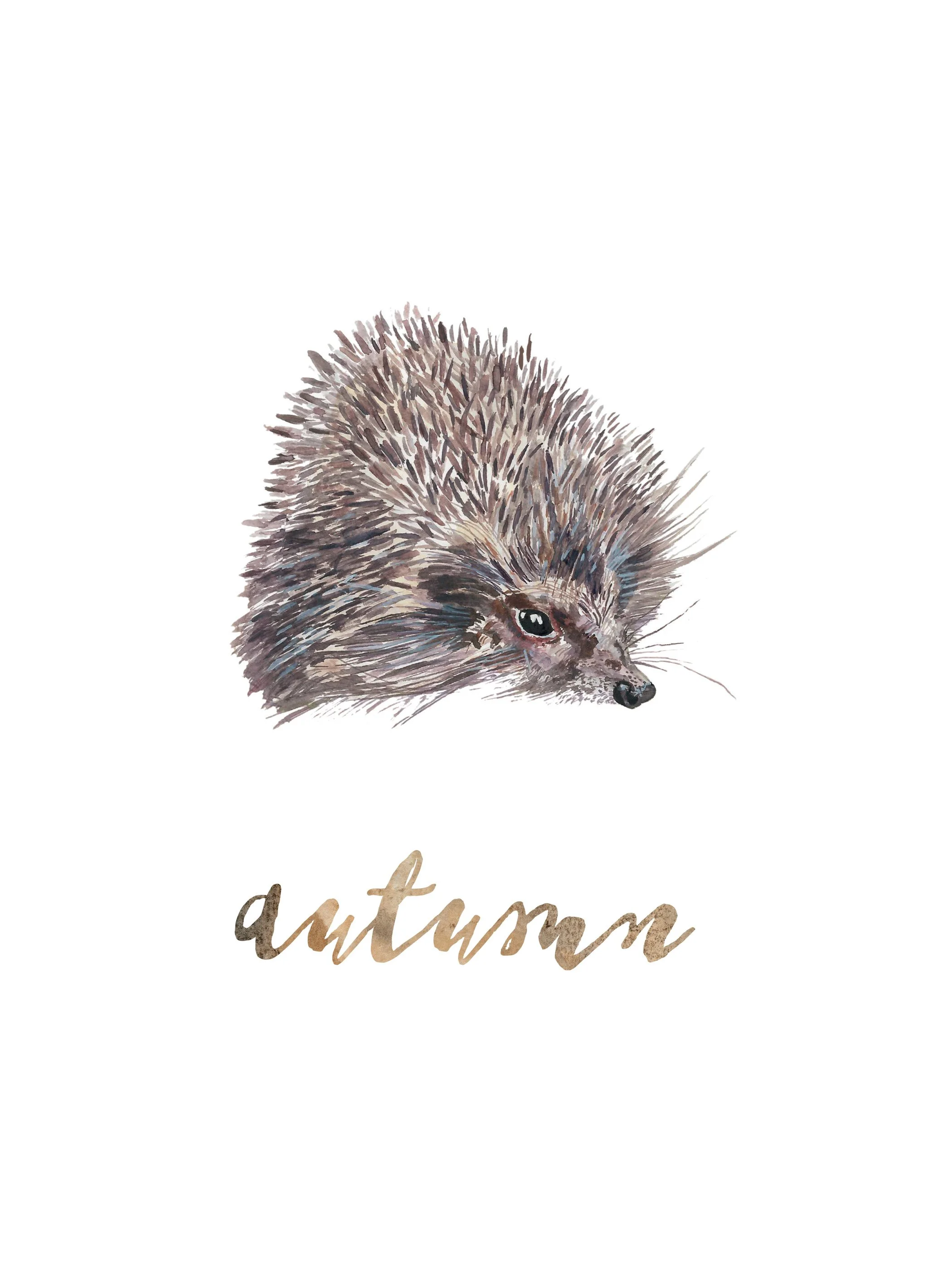 hedgehog-watercolour-illustration-louise-naughton.jpg
