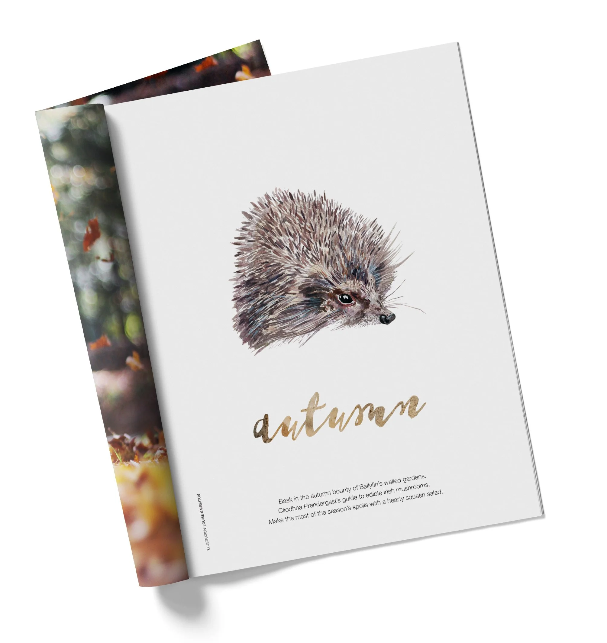 hedgehog-editorial-illustration-louise-naughton.jpg