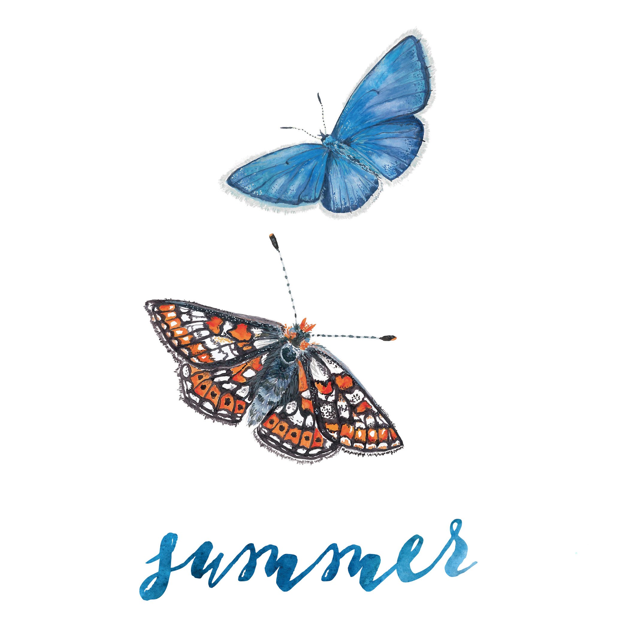  Editorial illustration of native Irish butterflies created for Garden Heaven Annual, published by Image Publications. 